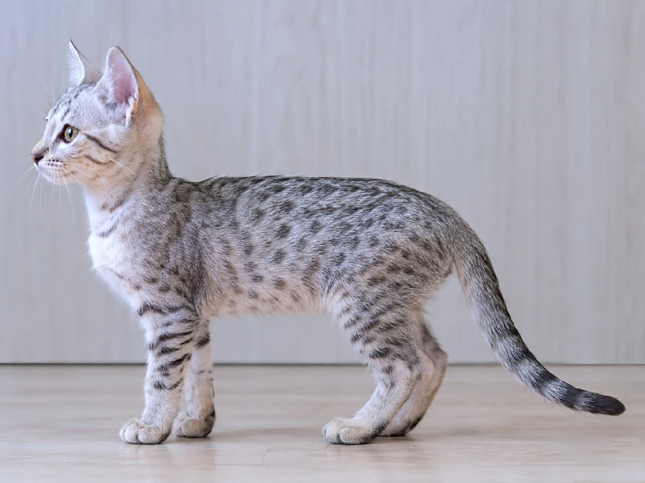「古代エジプトから来た美猫🐈⬛スモークスポットの横顔、凛々しすぎて惚れちゃう…✨ #エジプシャンマウ #猫好き #美猫 #にゃんすたぐらむ #猫のいる暮らし #子猫 #猫好きさんと繋がりたい」Ultra-realistic high-quality photograph of an Egyptian Mau kitten (smoke spotted) standing in a perfect left-facing side profile. The detailed fur texture shows smoke-gray coat with darker distinct spots. Ears are upright, eyes alert. Soft indoor lighting against a wood-grain background captures the entire body from head to tail. 左を向いて凛と立つ、エジプシャンマウ(スモークスポット)の子猫の完璧な横顔。シルバーグレーの被毛に、より濃い色のスポット模様が鮮明に浮かび、その質感までリアルに描写されている。耳はピンと立ち、目は好奇心に輝いている。柔らかい室内光に包まれ、木目調の背景に全身が美しく映える