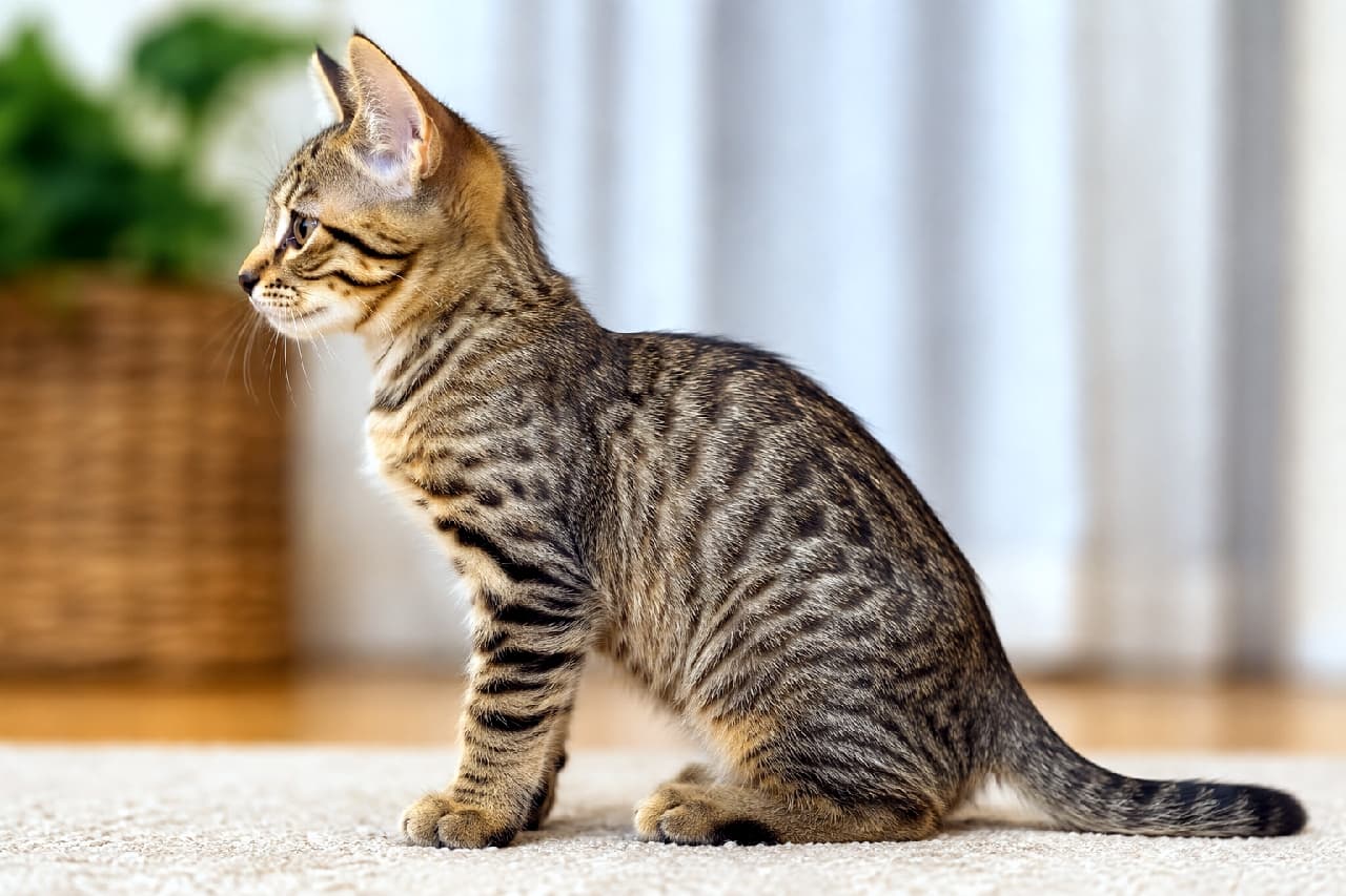 「ピクシーボブを生成してみた結果…あれれ?尻尾が長い!?🙀 AI画像生成の難しさやあるあるがわかる失敗例です💦 詳しい解説や成功のコツは記事をチェックしてね!👇 #AI画像生成 #ピクシーボブ #プロンプト」An AI-generated image intended to be a Pixiebob kitten (classic tabby) in a perfect 90-degree side profile. While it features a beautiful classic tabby pattern, detailed fur texture, and soft indoor lighting, the image is a generation failure as it shows a long tail instead of the characteristic short bobtail of a Pixiebob. ピクシーボブ(クラシックタビー)を意図してAI生成された子猫の真横プロファイル画像。美しいクラシックタビーの被毛の質感や、真剣な表情、室内光の自然な描写は高画質で素晴らしいものの、ピクシーボブの最大の特徴である「短いボブテイル」にならず、一般的な猫のような長い尻尾で出力されてしまったAI生成の失敗例