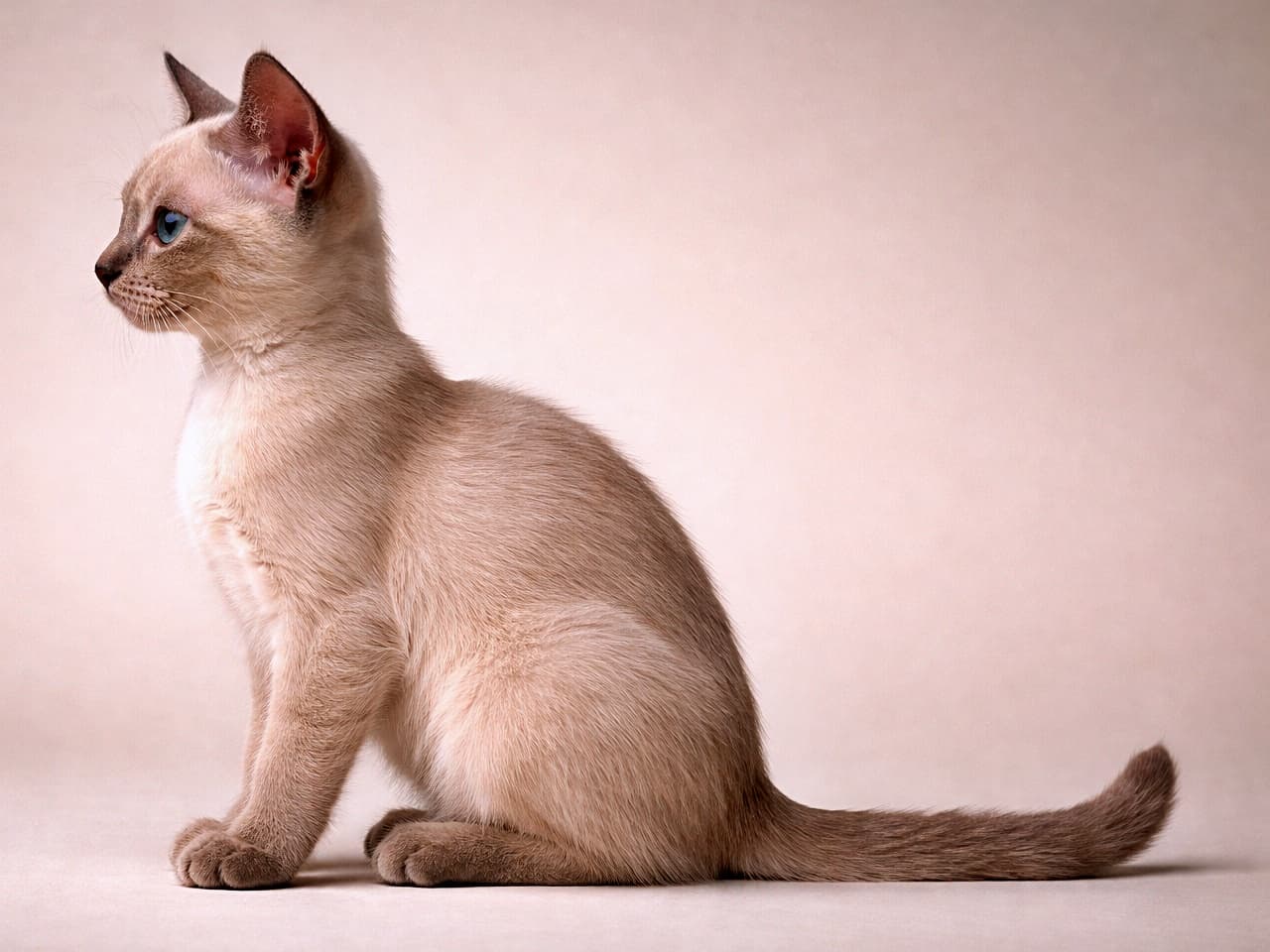 A platinum mink Tonkinese kitten in a perfect side profile, sitting upright and facing left, with its entire body visible from head to tail under soft indoor lighting. 室内の柔らかな光の中で、頭からしっぽまで全身が写った、左向きの完璧な横顔ポーズのプラチナミンク・トンキニーズの子猫