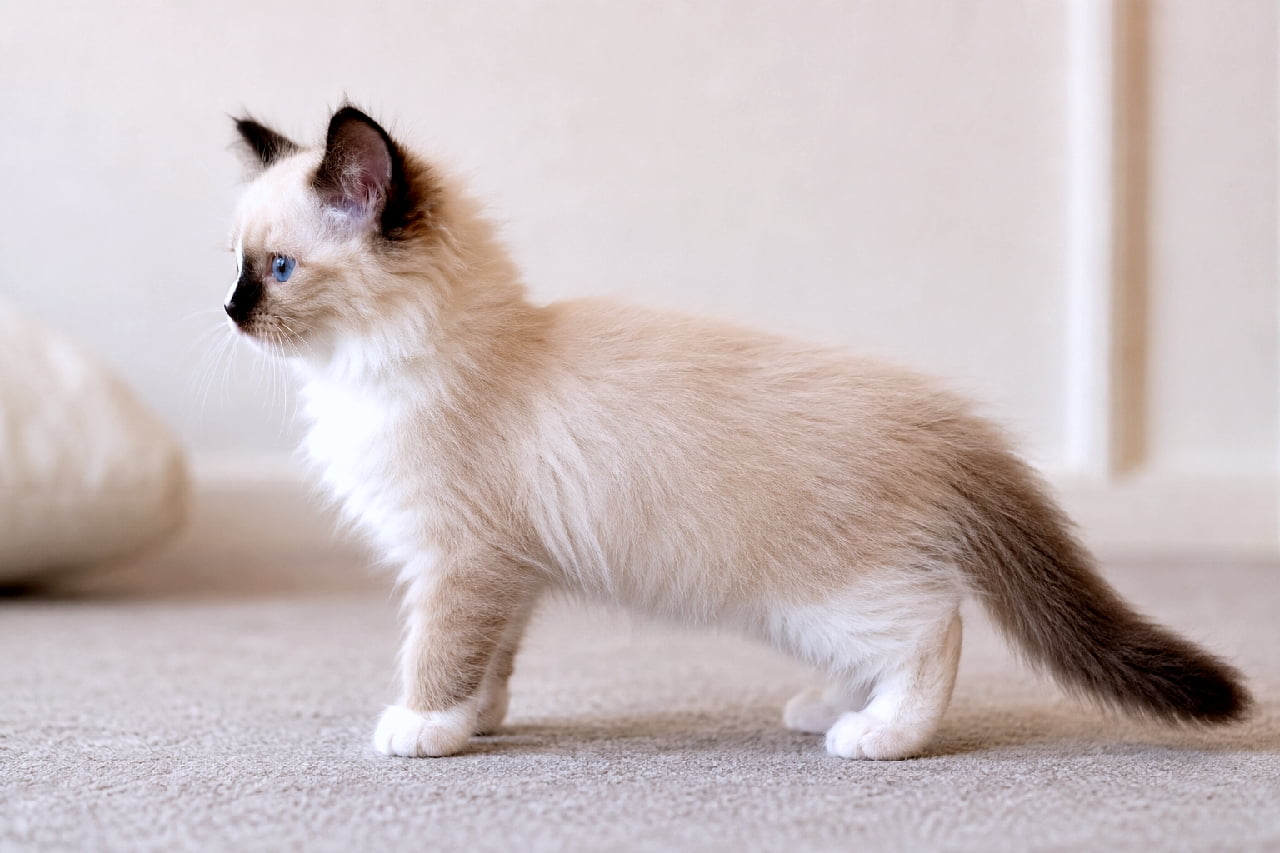 「青い瞳に吸い込まれる💎💙ラグドールちゃんの完璧な横顔、シールポイントの気品が溢れてる…✨ #ラグドール #ふわもこ部 #猫好き #美猫 #にゃんすたぐらむ #猫のいる暮らし #子猫 #猫好きさんと繋がりたい」Ultra-realistic high-quality photograph of a Ragdoll kitten (seal point bicolor) standing in a perfect left-facing side profile. Shows seal brown points on ears, face, and tail, with a white and cream body, detailed with soft, fluffy fur texture. Ears are upright, eyes are stunning blue. Soft indoor lighting captures the entire body against a beige background. 左を向いて立つ、ラグドール(シールポイントバイカラー)の子猫の完璧な横顔。シールブラウン(濃い茶色)のポイント模様が顔、耳、尻尾にあり、体は白とクリーム色のバイカラーで、ふわふわとした被毛の質感がリアルに描写されている。目は美しい青色で、耳はピンと立っている。柔らかい室内光に包まれ、背景はベージュ