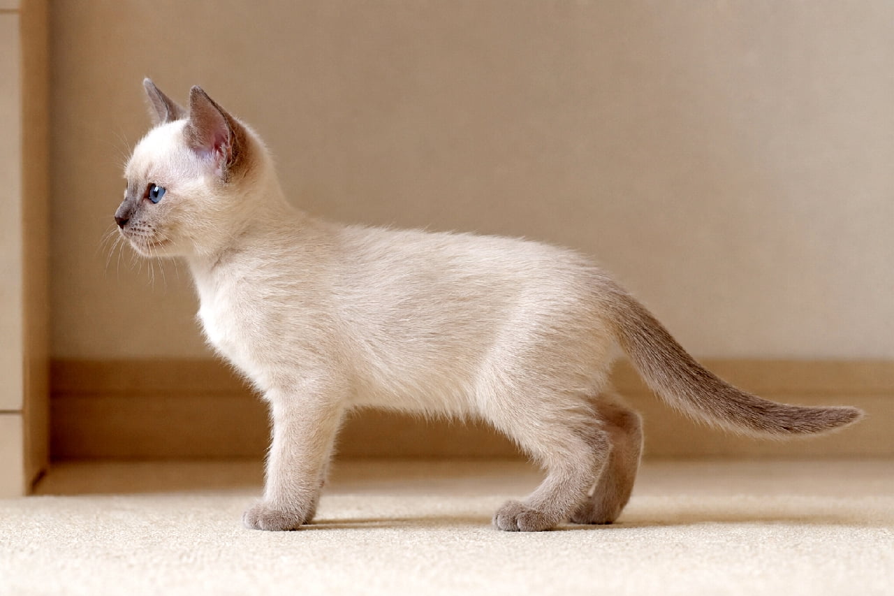 「ブルーの瞳に吸い込まれそう…💎上品で愛らしいトンキニーズの子猫ちゃんに癒やされて✨ #トンキニーズ #美猫 #にゃんすたぐらむ #猫のいる暮らし #子猫 #猫好きさんと繋がりたい」Ultra-realistic high-quality photograph of a Tonkinese kitten (platinum mink) in a perfect left-facing side profile. Features a delicate coat and striking blue eyes, with soft indoor lighting highlighting the silky fur texture and sharp focus on the upright ears. 左を向いて静かに立つ、トンキニーズ(プラチナミンク)の子猫の横顔。淡い毛色とブルーの瞳が美しく調和し、柔らかな室内光の中で毛並みの柔らかさが際立っている。耳はピンと立ち、高解像度で描写された愛らしい表情
