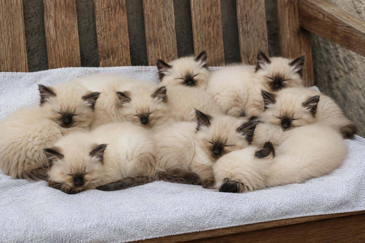 「木製ベンチを占領しちゃう、ふわもこなヒマラヤンの子猫たちのもふもふパラダイスついに開門!😍全員でお昼寝なんて贅沢すぎ✨ #もふもふ部 #ヒマラヤン #子猫のいる暮らし」An ultra-realistic high-quality photograph of eight fluffy Himalayan kittens sleeping soundly together on a white towel placed on a rustic wooden bench. The kittens exhibit soft cream-white long hair with distinct dark seal-point markings on their faces and ears. アンティーク調の木製ベンチに敷かれた白いタオルの上で、一斉に身を寄せ合って眠る8匹のヒマラヤンの子猫たち。顔や耳、四肢に濃いシールポイントの模様を持つ、ふわふわで柔らかなクリームホワイトの長毛に包まれた、超高画質でリアルな写真