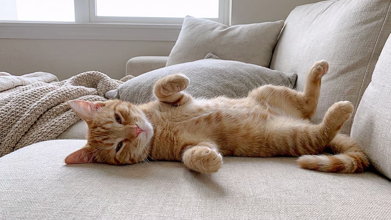 「窓辺で伸び〜っ!☀️ 全身脱力の茶トラちゃん、至福のストレッチタイムを激写📸」Orange tabby kitten stretching its body while lying on its back on a light sofa, bathed in natural light from a window in the background. 窓のある明るいリビングのソファで、仰向けになり体を長く伸ばしてストレッチをする茶トラの子猫