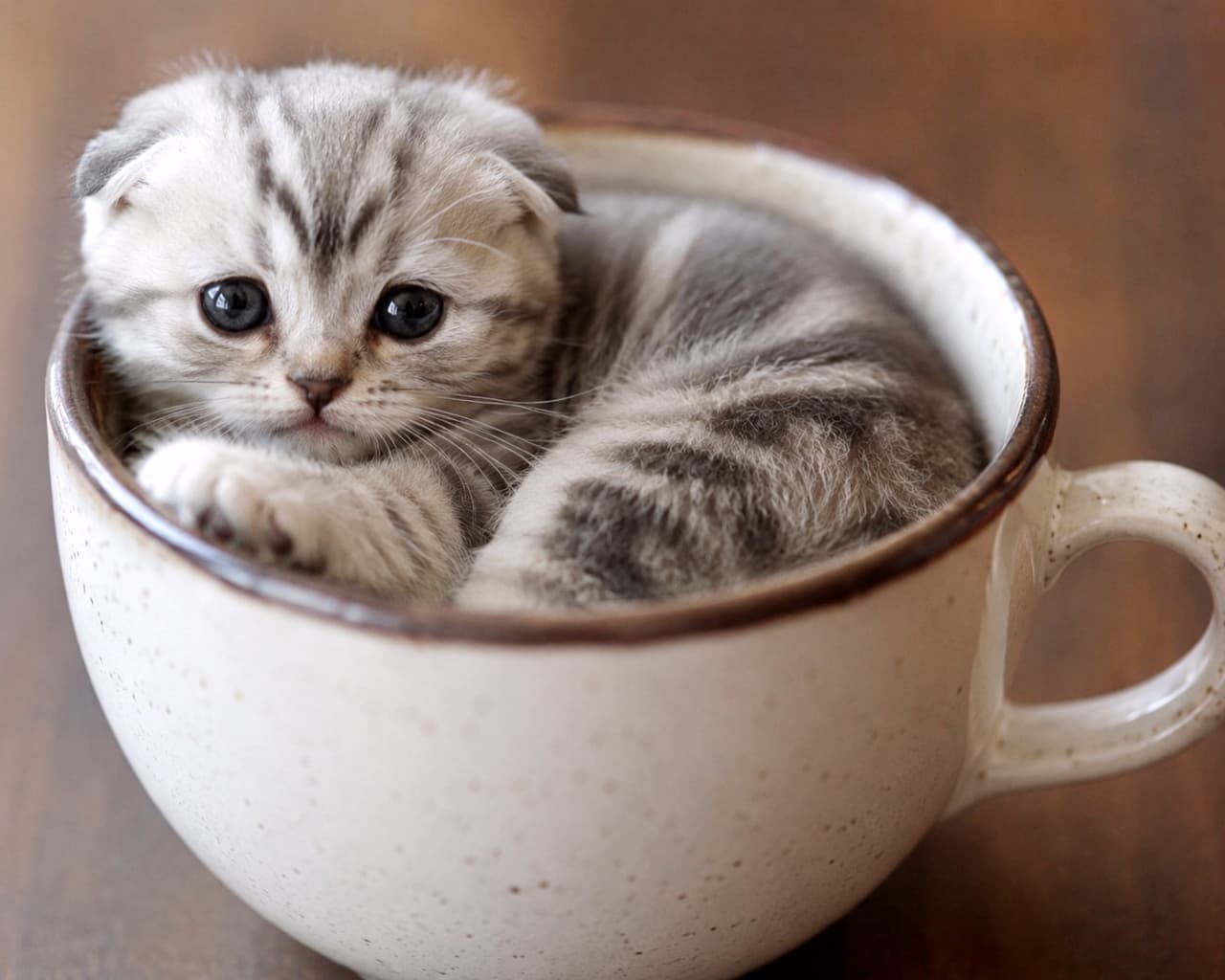 「マグカップに舞い降りた小さな妖精さん🧚‍♀️☕️💕 このウルウルの瞳で見つめられたら、もう何も手につきません…！至福のコーヒーブレイクをどうぞ🐈✨ #スコティッシュフォールド #癒しの時間 #猫のいる暮らし」Ultra-realistic high-quality photograph of a tiny silver tabby Scottish Fold kitten curled up inside a giant, speckled ceramic coffee mug on a wooden table. The soft natural lighting highlights the kitten's folded ears, detailed fur, and large, expressive round eyes making direct eye contact, with one little paw resting gently on the mug's rim. 落ち着いた木目のテーブルに置かれた、縁が茶色の素朴な陶器製マグカップ。その中にすっぽりと丸まって収まり、ちょこんと前足を縁にかけたシルバータビーのスコティッシュフォールドの子猫。特有の愛らしい折れ耳と、まん丸で大きな黒曜石のような瞳でじっとこちらを見つめる上目遣いの表情が、柔らかな自然光に照らされて被毛の1本1本まで極めてリアルに描写されています