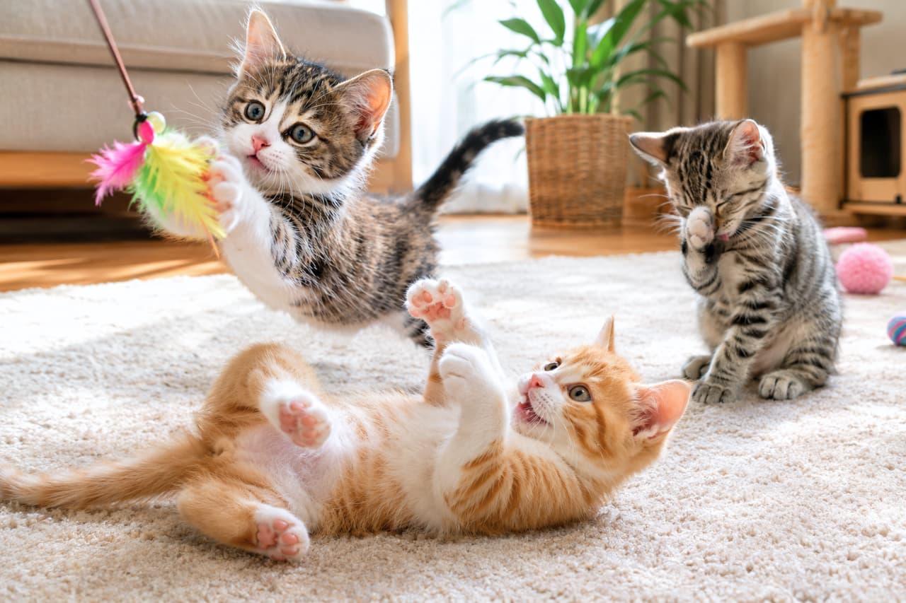 「「つかまえたにゃー！」😼✨ 元気いっぱいの子猫たちを見ていると、こっちまでパワーをもらえるね💖 #子猫の成長 #猫部」Ultra-realistic high-quality photograph of three active kittens on a carpet. A brown and white tabby jumps to catch a colorful feather toy, an orange and white kitten rolls playfully on its back, and a brown tabby grooms its face in the background. 温かみのあるリビングのカーペットの上で遊ぶ3匹の子猫のリアルな写真。左側のキジ白の子猫が大きくジャンプしてピンクと黄色の猫じゃらしを両手でしっかりホールドし、中央の茶白の子猫は仰向けになりながら楽しげな表情で前足を上げ、奥ではキジトラの子猫が顔を洗うように前足を舐めている、躍動感あふれる構図