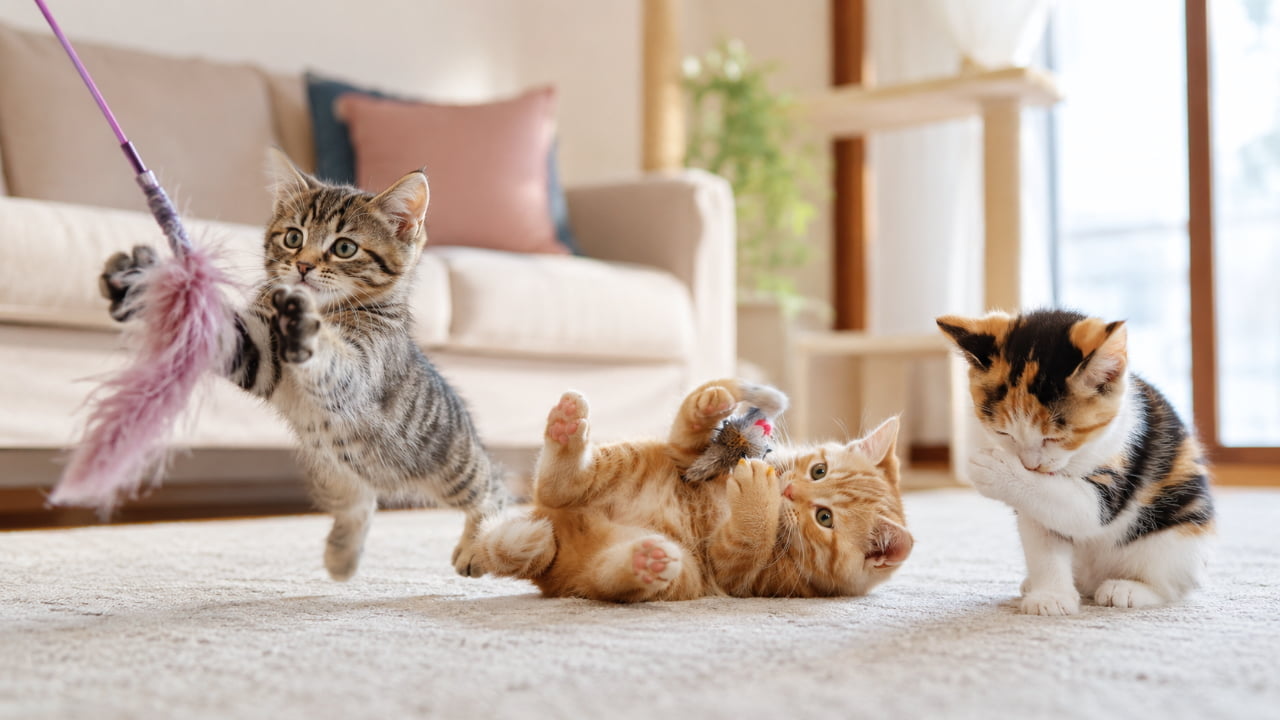 「リビングはすっかり子猫たちの遊び場に🐈💨それぞれ夢中で遊ぶ姿がたまらなく可愛いですね💕 #子猫のいる生活 #猫好きさんと繋がりたい #猫のいる暮らし」Ultra-realistic high-quality photograph of three adorable kittens playing in a sunlit living room. On the left, a tabby kitten jumps energetically at a cat teaser. In the center, a ginger tabby lies on its back playing with a toy. On the right, a calico kitten sits grooming its face, capturing their distinct personalities and detailed fur textures in a lively scene. 柔らかな自然光が差し込むリビングルームで、元気に遊ぶ3匹の子猫たちを捉えた超高画質な写真。左側ではキジトラの子猫が猫じゃらしに向かって大きく躍動的にジャンプし、中央では茶トラの子猫が仰向けに転がっておもちゃとじゃれ合っています。右側では三毛の子猫がちょこんと座って顔を洗う愛らしい仕草を見せており、それぞれの毛並みの質感や活発な様子がリアルに描かれた情景です
