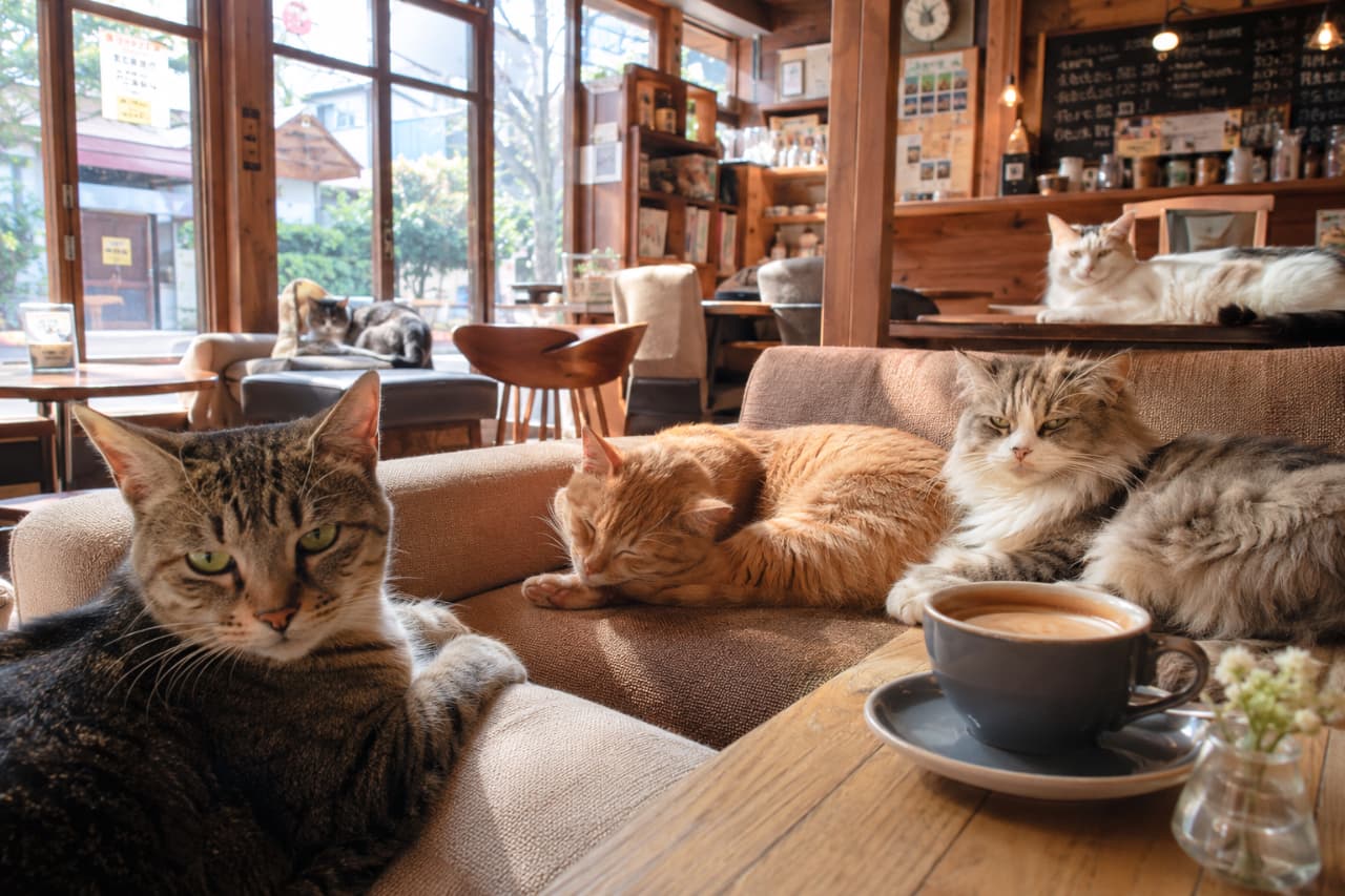 「みんな違ってみんないい🐈💕 個性豊かなにゃんこ達が集まる猫カフェで、至福のコーヒーブレイクはいかが？☕️」Ultra-realistic high-quality photograph of three cats relaxing on a comfortable sofa in a cozy, wooden-styled cat cafe. Features a staring tabby cat in the foreground, a sleeping ginger tabby in the middle, and a fluffy tabby-and-white cat, with more cats and coffee shop details in the background. 木の温もりを感じるレトロな雰囲気の猫カフェ店内で、ソファにくつろぐ3匹の猫たち。手前にはカメラをじっと見つめるキジトラ猫、中央には丸まって熟睡する茶トラ猫、奥には気品ある長毛のキジ白猫が並び、さらに背景のカウンターや窓辺にも猫がいる、リラックスした空間を切り取った高画質な写真
