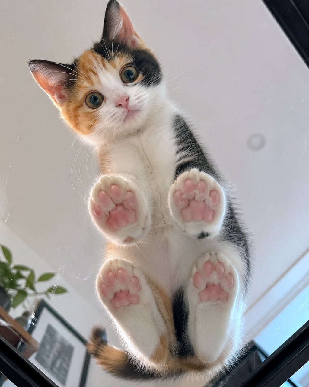 「上から目線にドキッ!👀💕ガラス越しに見える、ぎゅっと押し付けられた肉球の裏側が最高です🐾✨」Ultra-realistic high-quality photograph of a calico kitten looking down through a glass table, clearly showing four paws with pink pads pressed against the glass. ガラステーブルの上からこちらを見下ろす三毛猫の子猫の高画質写真。ガラス越しに押し付けられた4つのピンクの肉球が鮮明に写っている