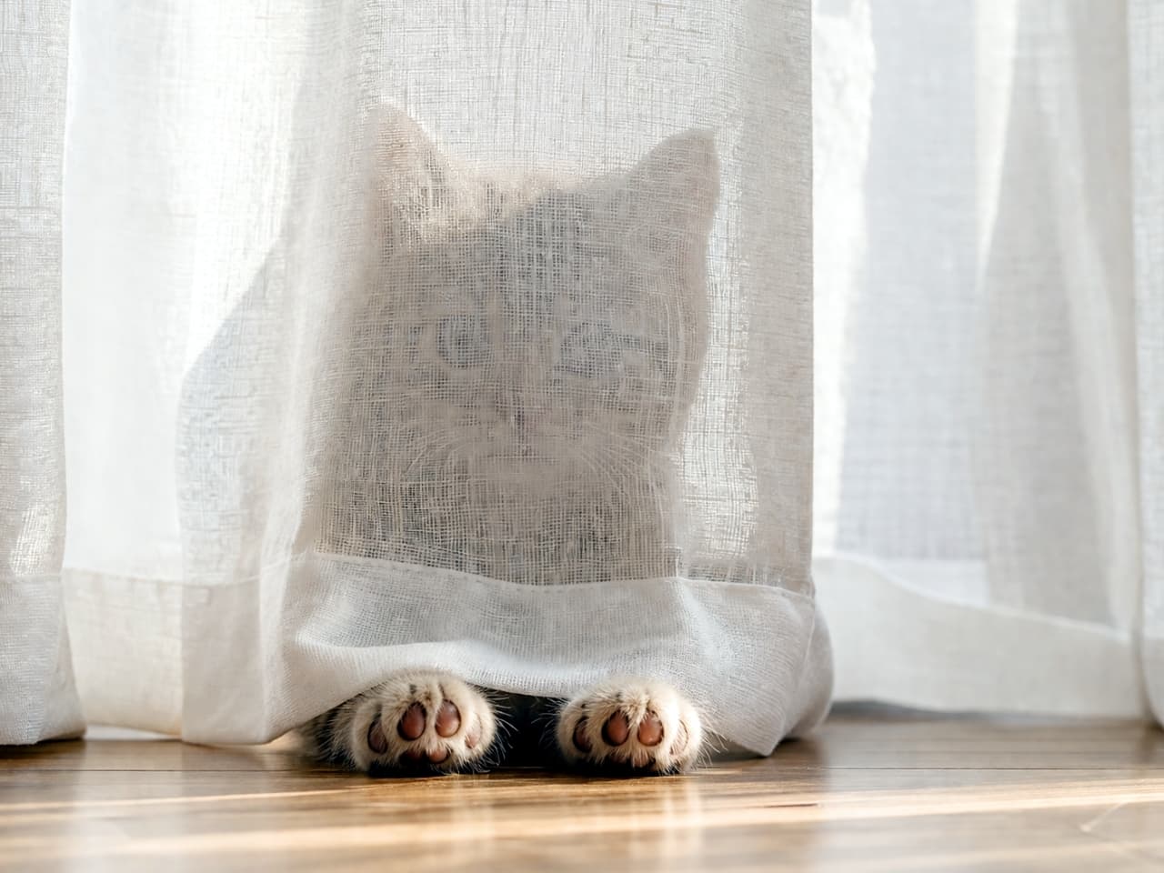 「かくれんぼ中かな?🫣💕透けて見えるお顔と、ちょこんと出たおててが可愛すぎます🐾✨」Ultra-realistic high-quality photograph of a cat hiding behind a white sheer curtain, showing its silhouette and paws with pink pads peeking out from the bottom. 白いレースカーテンの裏に隠れている猫の高画質写真。カーテンから透ける猫のシルエットと、下から覗くピンクの肉球が特徴的