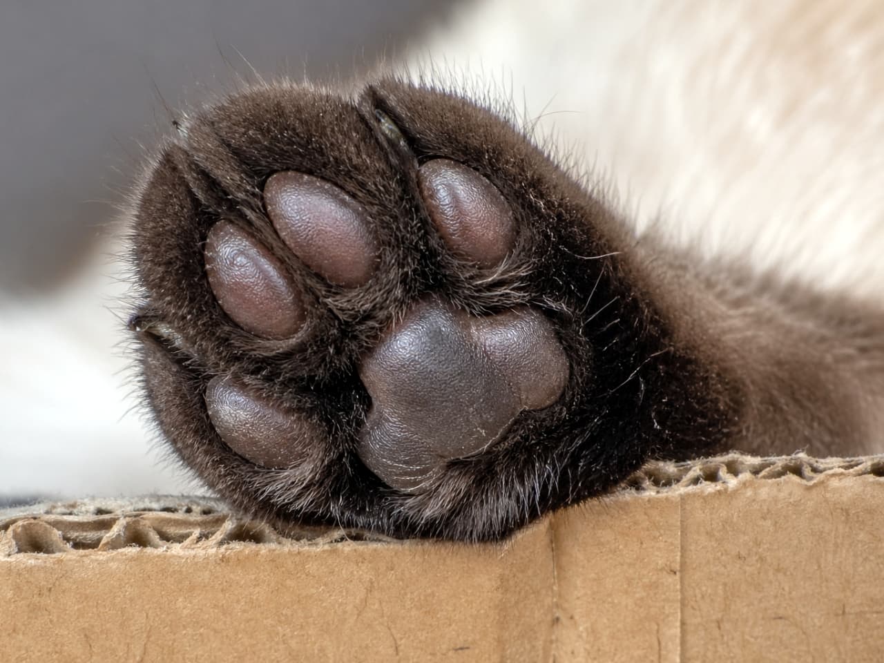 「この「むにっ」とした質感がたまらない!🐾 段ボールが大好きな猫ちゃんあるあるな、癒やしの一枚ですね✨」Ultra-realistic high-quality photograph of a dark brown cat paw resting on the edge of a cardboard box, showing detailed fur texture and smooth paw pads. 段ボールの縁に置かれた、焦げ茶色の猫の肉球のクローズアップ。毛並みの細かい質感と、肉球の艶やかな質感がリアルに描写されている