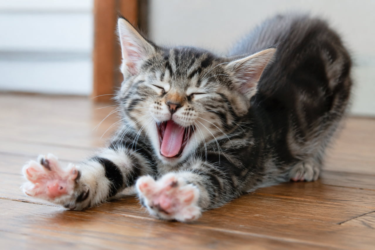 「今日も1日お疲れ様ニャン🐾お腹の底から「ふぁ〜〜〜!」っと伸びをしてリフレッシュするキジトラちゃん。この全力の姿、愛おしすぎてずっと見ちゃうよねお疲れ様の癒やしをどうぞ!」Ultra-realistic high-quality photograph capturing a fluffy brown tabby kitten dynamically stretching its body with an arched back and front legs extended on a wooden floor. The kitten is opening its mouth in a huge yawn with closed eyes, showcasing its detailed soft fur texture and wide-spread pink paw pads under natural side light. やや被毛が長めでフワフワとしたキジトラ(ブラウンタビー)の子猫が、木目の美しいフローリングの上でお尻を高く持ち上げ、前脚をグッと前に伸ばして大あくびをしている一瞬を捉えた高品質な写真です。しっかりと目を閉じ、ピンクの舌を覗かせて開いた口元、そしてパッと開かれた前脚の指の間から見えるピンクの肉球と細部までリアルな毛並みが、サイドからの柔らかな光で立体的に描かれています