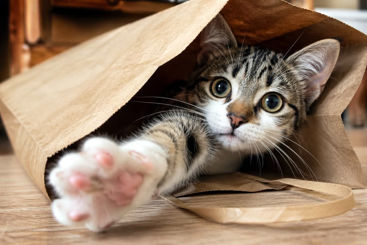 「「あ、見つかっちゃった!」🐾 紙袋から飛び出す好奇心の塊。この可愛さ、捕獲禁止です!💖」Ultra-realistic high-quality photograph of a tabby kitten peeking out of a brown paper bag, reaching one paw toward the camera. Focus on curious eyes and pink paw pads, low-angle close-up. 茶色の紙袋の中から身を乗り出し、右前足をカメラに向かって伸ばすキジトラの子猫。好奇心に満ちた大きな瞳と、ピンク色の肉球が強調されたローアングルからの接写ショット