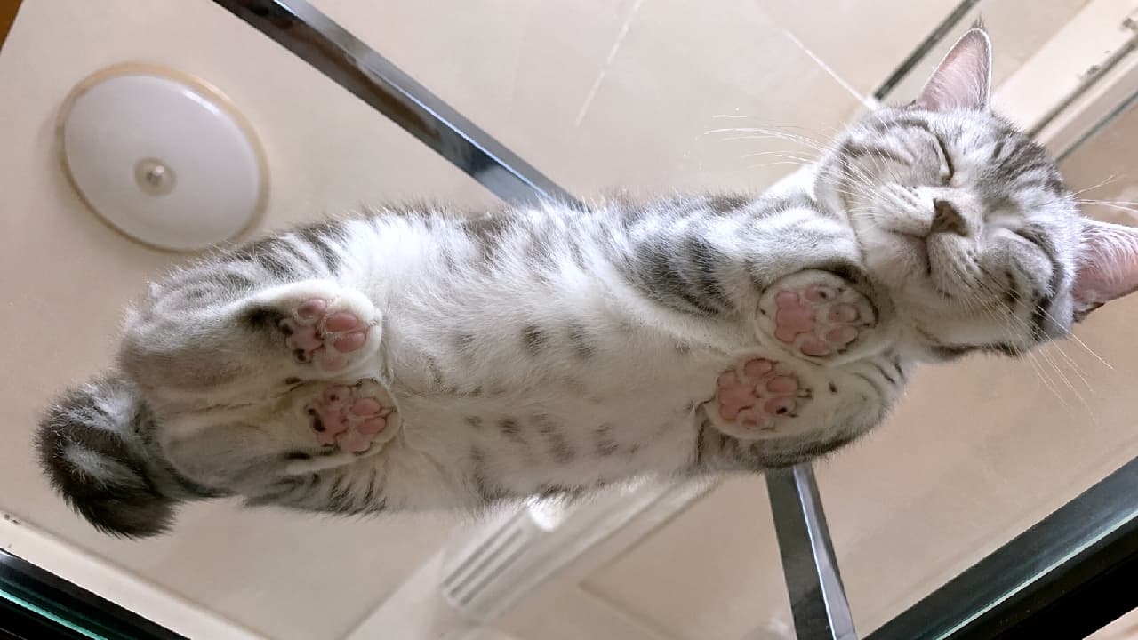 「「下から失礼しますにゃ…💤」ガラス越しに全見えするピンクの肉球とモフモフお腹がたまらない!一生見ていられる神アングル🐾❤️ #猫のいる暮らし #肉球 #猫の寝顔」An ultra-realistic high-quality photograph taken from directly underneath a transparent glass surface, showing a sleeping silver tabby American Shorthair-mix kitten. The kitten has closed eyes with a blissful, smiling facial expression, and all four of its soft pink paw pads are pressed flat against the glass, revealing its fluffy white underbelly against a soft-toned indoor ceiling background. 透明なガラスの上に香箱座りのような体勢で眠る、アメリカンショートヘアを思わせるシルバータビー(銀色の縞模様)の短毛種子猫を真下からローアングルで捉えた写真。目を閉じて幸せそうに微笑む愛らしい寝顔と、ガラスにピタリと押し付けられて平らになった4つの足の鮮やかなピンク色の肉球、そしてお腹の柔らかな白い毛並みが、室内の天井を背景に鮮明に描写されている情景