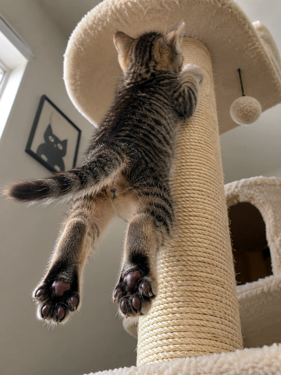 「よいしょ、よいしょ!🐾一生懸命キャットタワーを登る後ろ姿と、宙に浮いたあんよがたまりません🐈💨」Ultra-realistic high-quality photograph of a tabby kitten climbing a scratching post on a cat tree, viewed from below, showing its dangling hind legs and dark paw pads. キャットタワーの柱をよじ登るキジトラの子猫を、下から見上げた高画質写真。宙に浮いた後ろ足と黒い肉球が可愛らしい