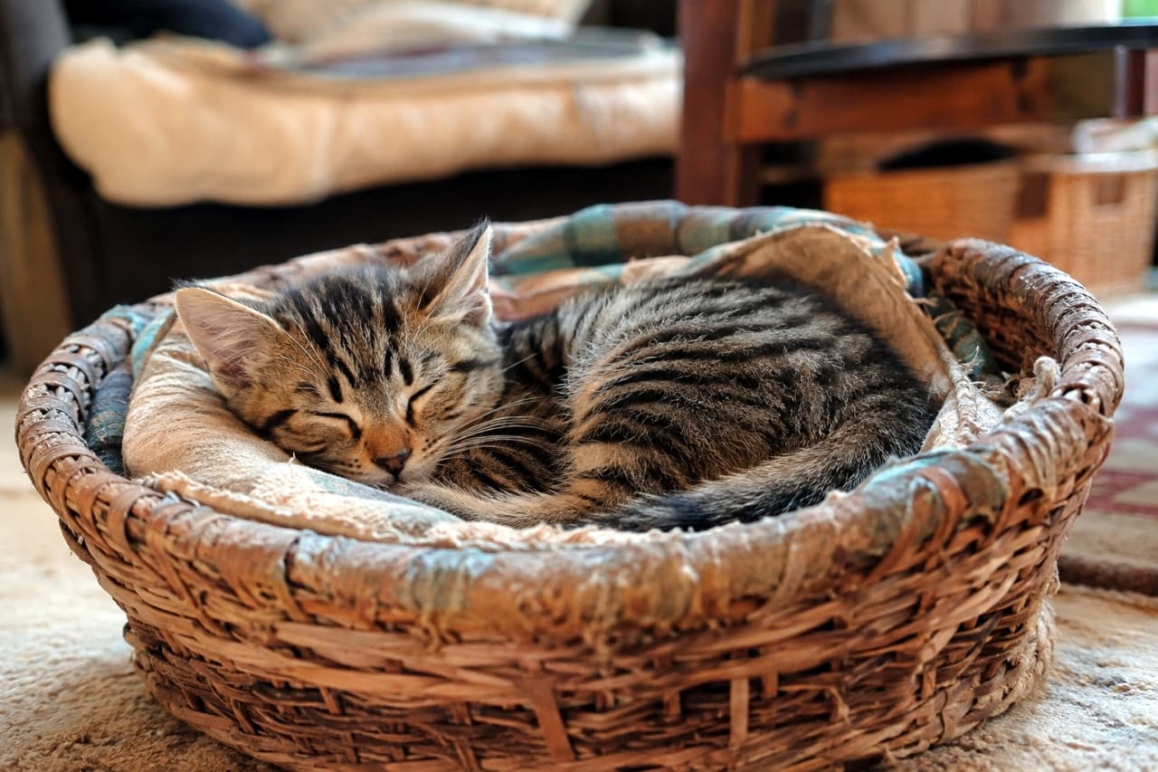 「カゴの中ですっぽり丸まるキジトラちゃん🐈💤すやすや穏やかな寝顔に日々の疲れも吹き飛びますね🌿」Ultra-realistic high-quality photograph of a brown tabby kitten sleeping tightly curled up on a soft cloth inside a rustic woven basket. The kitten's detailed striped fur and the cozy living room background are bathed in gentle natural light. アンティーク調の編みカゴの中で、柔らかな布に包まれて丸まり熟睡するキジトラの子猫。額のM字模様や美しい縞模様の被毛が克明に描かれ、背景の落ち着いたリビングの雰囲気と自然光が穏やかな時間を演出