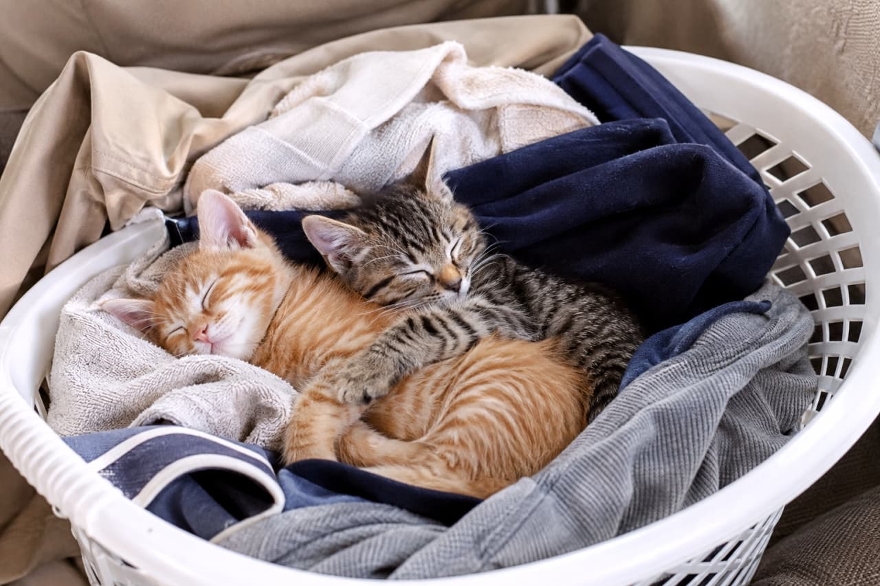 「ぎゅっと抱きしめ合って夢の中へ🐾仲良しすぎる茶トラとキジトラの寝顔に最高に癒やされますね☀️」Ultra-realistic high-quality photograph of a ginger and a brown tabby kitten sleeping tightly hugging each other on top of clothes in a white laundry basket. The brown tabby's arm wrapped around the ginger kitten conveys deep affection in warm light. 白い洗濯カゴに積まれたタオルや衣類の上で、お互いをぎゅっと抱きしめ合うようにして眠る茶トラとキジトラの子猫。キジトラ子猫が茶トラの背中に前足を回す愛情深いポーズと、衣類の柔らかな質感が温かみのある光で描写されています