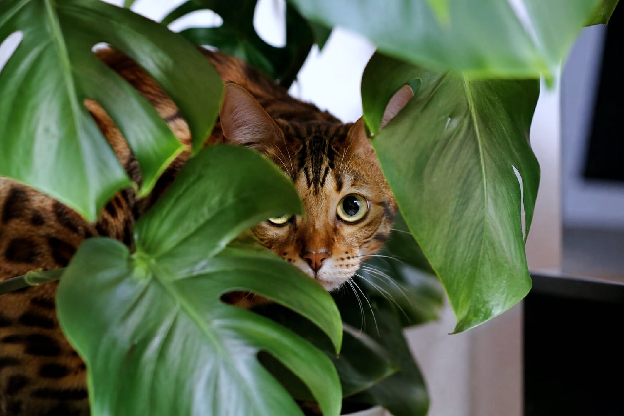「ここは僕のジャングルだニャ🌴🍃モンステラの葉っぱから覗くハンターな瞳にドキッとしちゃいますね👀💚 #ベンガル猫 #モンステラ #かくれんぼ #猫のいる暮らし」Ultra-realistic high-quality photograph of a Bengal cat peeking its face through the gaps of large, vibrant green Monstera leaves. Reminiscent of a wild leopard hiding in the jungle, its intense yellow-green eyes and the tabby markings visible through the shadows create a mysterious and captivating atmosphere. 大きなモンステラの鮮やかな緑色の葉の隙間から、顔だけを覗かせているベンガル猫。ジャングルに潜む野生のヒョウを彷彿とさせるシチュエーションで、真剣な眼差しを向ける大きなイエローグリーンの瞳と、葉の影から見えるトラ柄模様が、ミステリアスで魅力的な雰囲気を醸し出しています