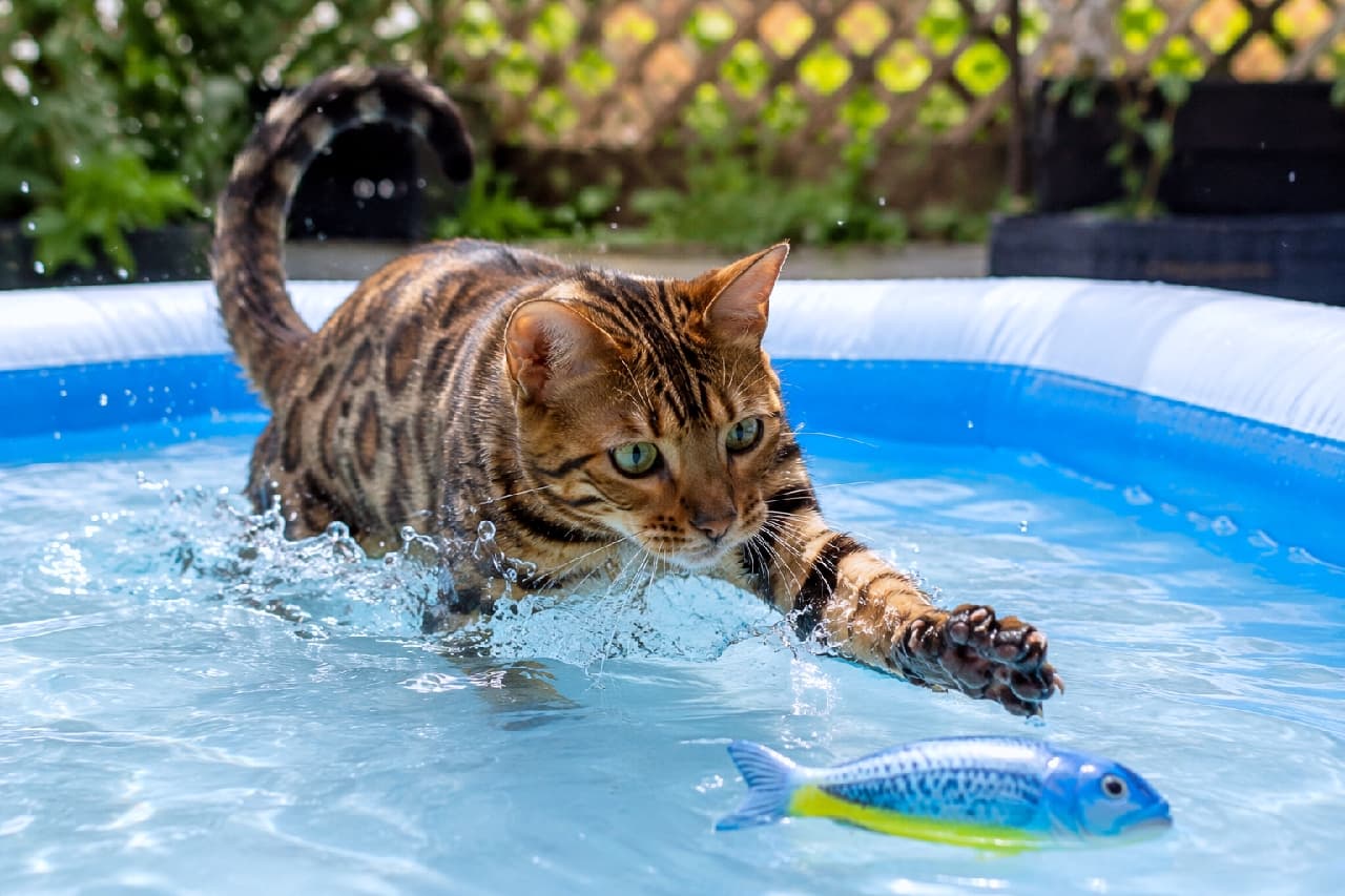 「バシャバシャ!お水なんてへっちゃら🐾お魚を本気で狙うワイルドな姿に惚れ惚れしちゃいますね🌊💙 #ベンガル猫 #水遊び #アクティブ猫 #猫のいる暮らし」Ultra-realistic high-quality photograph of a Bengal cat actively playing in a blue inflatable pool outdoors under bright sunlight, reaching its paw towards a blue toy fish. The dynamic splashing water and the cat's wet, glossy leopard-print coat beautifully capture its wild beauty and sharp green eyes. 太陽の光が降り注ぐ屋外のビニールプールで、青い魚のおもちゃに向かって思い切り前足を伸ばすベンガル猫。水しぶきがダイナミックに跳ね上がり、水に濡れて艶を増した美しい豹柄の被毛と、獲物を狙う鋭いグリーンの瞳が、野生の美しさを力強く表現しています
