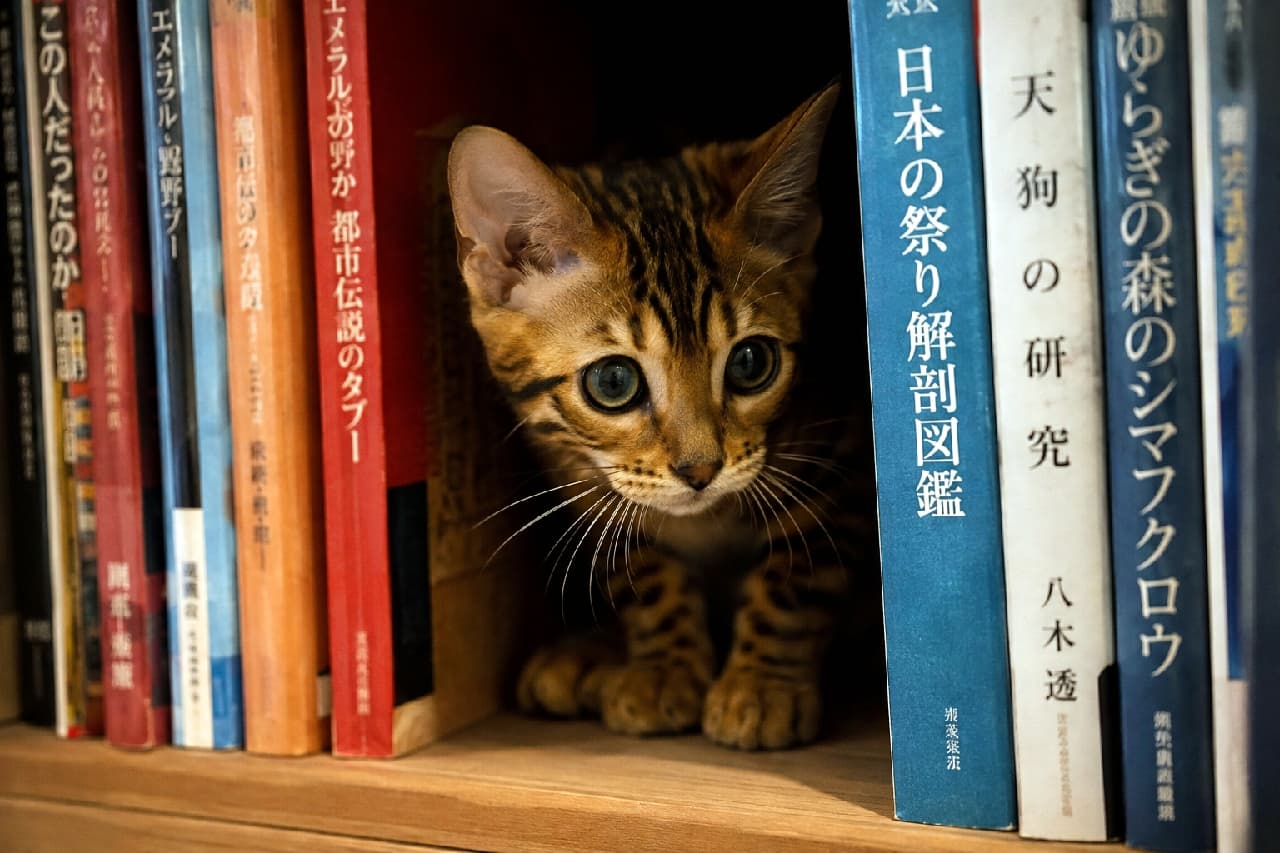 「飼読書の秋に可愛いおじゃま虫がやってきました📖🐾かくれんぼが大好きな好奇心旺盛な瞳から目が離せません👀 #ベンガル猫 #本棚と猫 #猫あるある #子猫のいる生活」Ultra-realistic high-quality photograph of a curious Bengal kitten peeking out from a dark gap between books on a wooden bookshelf. Its large olive-green eyes and distinct tabby markings on its forehead stand out in the cozy, intellectual atmosphere. 薄暗い木製の本棚の隙間から、顔と前足を出して不思議そうにこちらを覗き込むベンガル猫の子猫。周囲に並ぶ本の背表紙と、子猫の大きく丸いオリーブグリーンの瞳、額のM字模様が、静かで知的な空間の中に浮かび上がっています