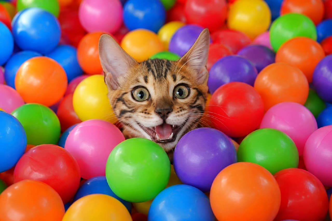 「ボールプール最高ー!🎉満面の笑みで遊ぶ姿を見ると、こちらまでハッピーな気持ちになっちゃいますね😆🌈 #ベンガル猫 #ボールプール #笑顔の猫 #子猫のいる生活」Ultra-realistic high-quality photograph of a Bengal kitten submerged in a vibrant ball pit, poking its head out with a wide-open mouth that looks like a big smile. The bright colors of the plastic balls and the kitten's excited, wide-eyed expression convey pure joy. 赤、青、緑、黄色などの鮮やかなプラスチックボールで満たされたボールプールに埋もれ、顔だけを出して口を大きく開けて喜んでいるような表情のベンガル猫の子猫。真ん丸な瞳とピンと立った耳が、遊びに対する極上のワクワク感を表現