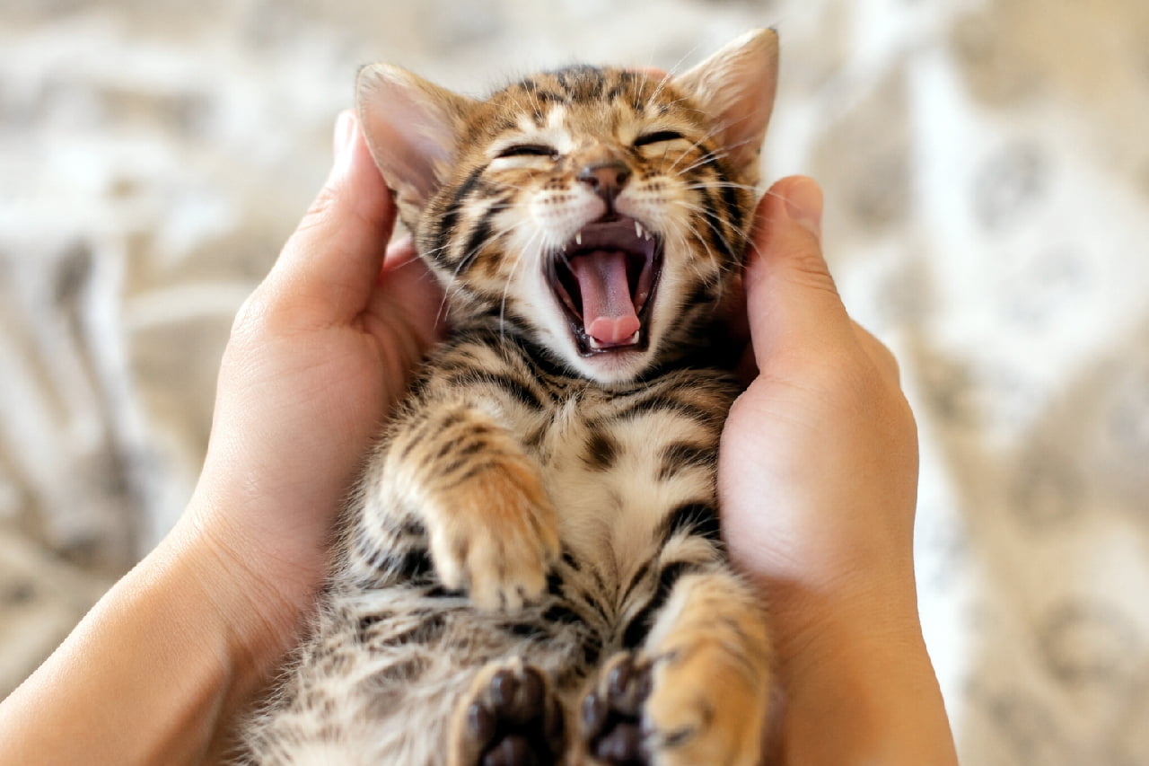 「飼い主さんの手の中で安心しきって大あくび🥱💕無防備なお腹とちっちゃな歯が愛おしすぎますよね🍼 #ベンガル子猫 #あくび猫 #子猫のいる生活」Ultra-realistic high-quality photograph of a tiny Bengal kitten lying on its back in a person's hands, letting out a big yawn. The image captures its pink tongue, tiny teeth, and the soft texture of its spotted belly fur in warm, gentle lighting. 人間の両手の中にすっぽりと収まり、仰向けになりながら目を細めて大きなあくびをするベンガル猫の子猫。小さくピンク色の舌と鋭い乳歯が見え、お腹の柔らかな被毛や肉球のディテールまで温かみのある光の中で克明に描写されています