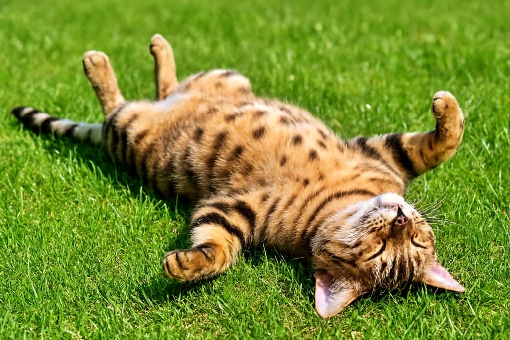 A photorealistic Bengal cat lies upside down on a lush green lawn, basking in sunlight with its spotted belly exposed and paws curled in the air. 写実的なベンガル猫が青々とした芝生の上で仰向けになり、斑点模様の腹を太陽にさらしながら、前足を空に向けて丸めている