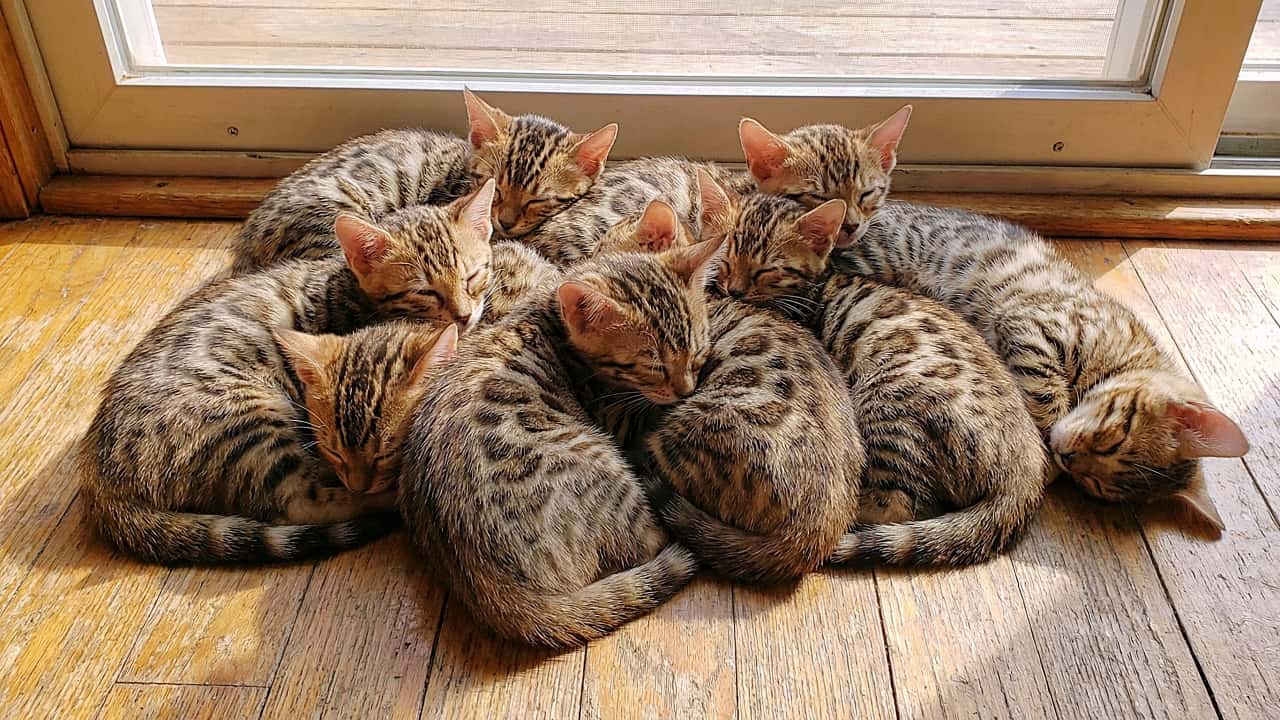 「窓辺でヒョウ柄の大渋滞🐆 朝日でキラキラ輝くベンガルちゃんたち、ポカポカで気持ちよさそう☀️」A pile of eight Bengal kittens sleeping together on a wooden floor next to a sliding glass door, bathed in bright morning sunlight with window shadows. 窓際の木の床で、日差しをたっぷり浴びて重なり合って眠る8匹のベンガル子猫の山。窓枠の影が落ちる暖かい朝の光景