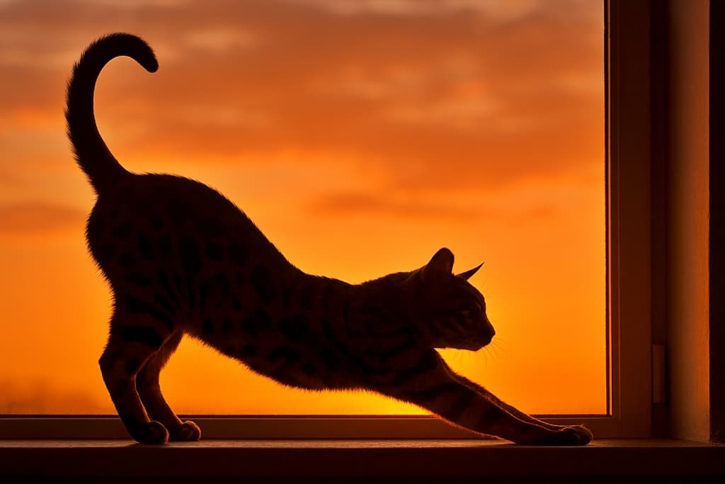 Silhouette of a Bengal cat stretching gracefully on a windowsill against a vivid orange sunset sky. 鮮やかなオレンジ色の夕焼け空を背景に、窓辺で優雅に伸びをするベンガル猫のシルエット