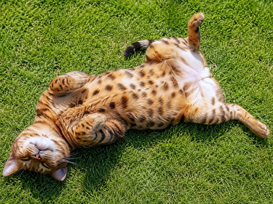 「ぽかぽか太陽の下で、見事な「ヘソ天」を披露するベンガルちゃん🐆☀️ 無防備すぎるお腹のヒョウ柄に、思わず顔を埋めたくなっちゃいますね💕 #ベンガル #へそ天 #猫のいる暮らし」Ultra-realistic high-quality photograph of a relaxed adult Bengal cat lying completely upside down on a lush green lawn. The warm sunlight beautifully highlights its golden fur and the distinct, stunning rosette spots on its exposed belly, capturing the cat's blissful expression with closed eyes against the vibrant green grass. 鮮やかな緑の芝生の上で、完全に仰向け(ヘソ天)になりリラックスして眠る大人のベンガル猫。暖かな陽光を浴びて輝く黄金色の被毛と、特有の美しいロゼット(ヒョウ柄)模様のぽっこりとしたお腹が極めてリアルに描写されています。前足をキュッと折り曲げ、ギュッと目を閉じた至福の表情と、背景の鮮やかなグリーンとのコントラストが美しい情景