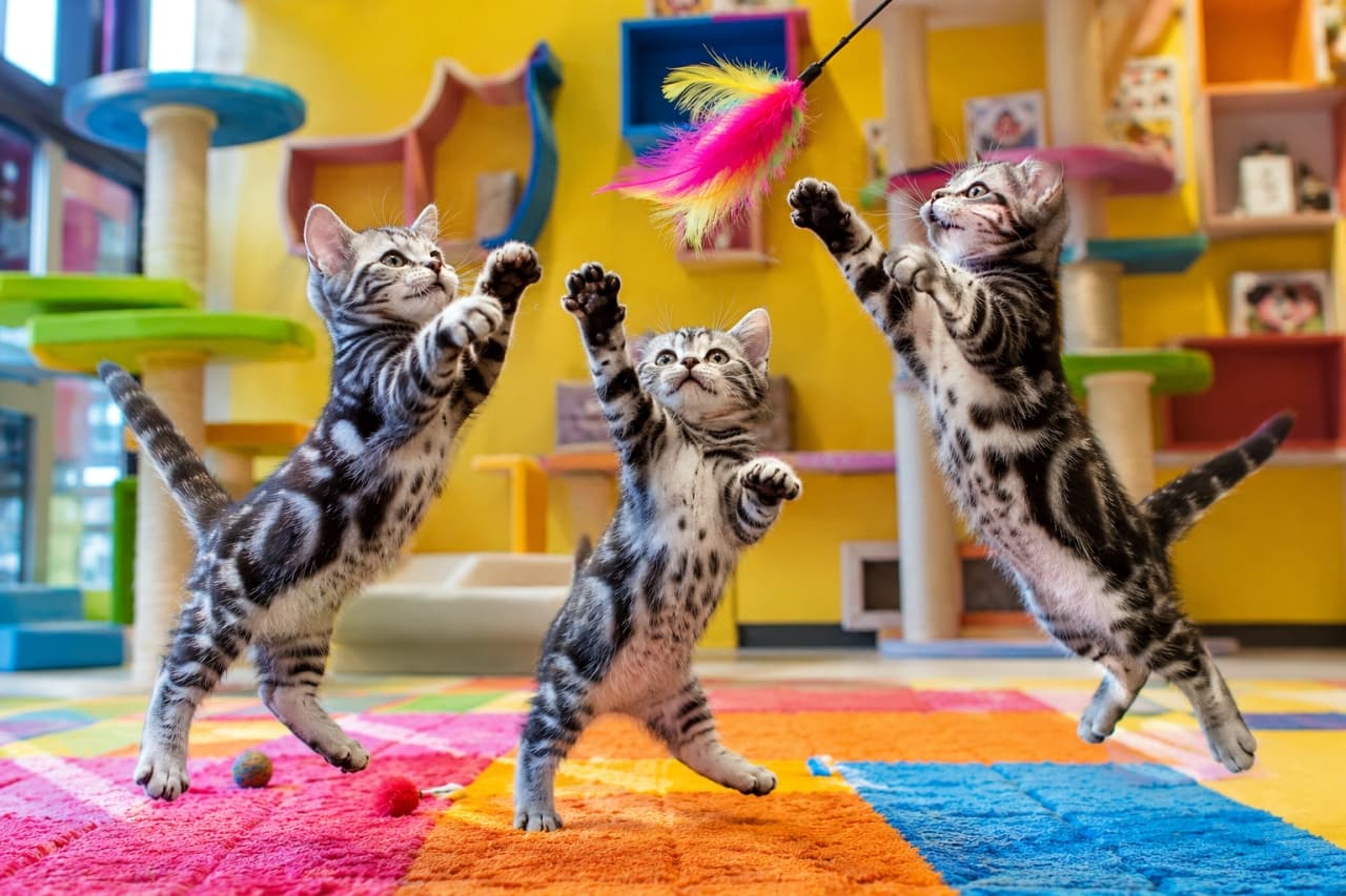 「カラフルなお部屋で大ジャンプ大会開催中!🌈アメショちゃんたちの元気すぎるジャンプに思わず笑顔になりますね🐾💨 #アメリカンショートヘア #やんちゃ」Ultra-realistic high-quality photograph of three energetic American Shorthair kittens jumping in unison to catch a brightly colored feather toy in a vibrant cat cafe playroom with a multicolored rug. 原色がふんだんに使われたカラフルな猫カフェのプレイルームで、鮮やかな羽のおもちゃに向かって一斉に高くジャンプする3匹のアメリカンショートヘアの子猫たち。美しいシルバータビーの模様と、躍動感あふれる肉球やしっぽの動きを捉えた高画質写真