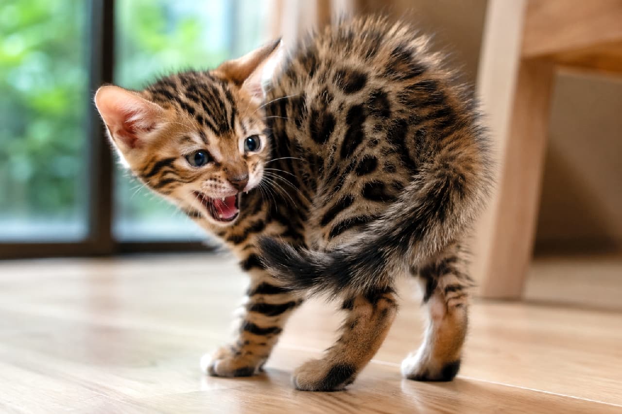 「小さな身体で一生懸命アピール中!🐾🔥ワイルドな表情の裏にある無邪気さに心奪われちゃいますよね😆 #ベンガル子猫 #威嚇ポーズ #ワイルド」Ultra-realistic high-quality photograph of a Bengal kitten in a defensive sideways posture on a wooden floor, hissing with a fierce expression. Its tense whiskers, tiny fangs, and raised fur highlight a brave yet innocent demeanor. The softly blurred background of furniture and a window perfectly accentuates the dynamic action of the subject. 室内のフローリング上で、身体を斜めに構えて「シャーッ」と威嚇するような表情を見せるベンガル猫の子猫。ピンと張ったヒゲや小さなキバ、全身の毛を逆立てた勇ましい姿の中に、子猫ならではのあどけなさが同居しています。背後の家具や窓の緑が適度にボケて、被写体のダイナミックな動きを際立たせています