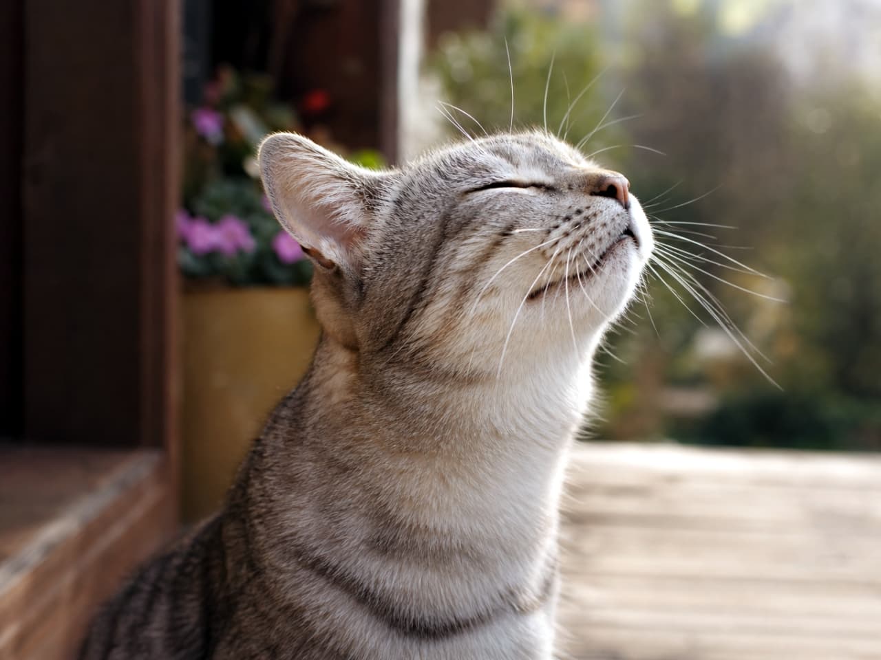 「春のそよ風、気持ちいいニャ〜🍃目を閉じてうっとり顔の猫ちゃん😽（※実はオクルージョンで片耳が見切れちゃってます💦）」A close-up, photorealistic image of a grey tabby cat with its eyes closed, blissfully stretching its neck to sniff the spring breeze. Note that one of the cat's ears is missing due to occlusion at the edge of the frame, set against a smoothly blurred warm background. 目を細めてうっとりとした表情で春の風を感じている、サバトラ猫のクローズアップ写真。画面の端で見切れるオクルージョンにより片耳が欠損している状態になっていますが、ピクピクと動くヒゲや鼻先のディテールが際立っています