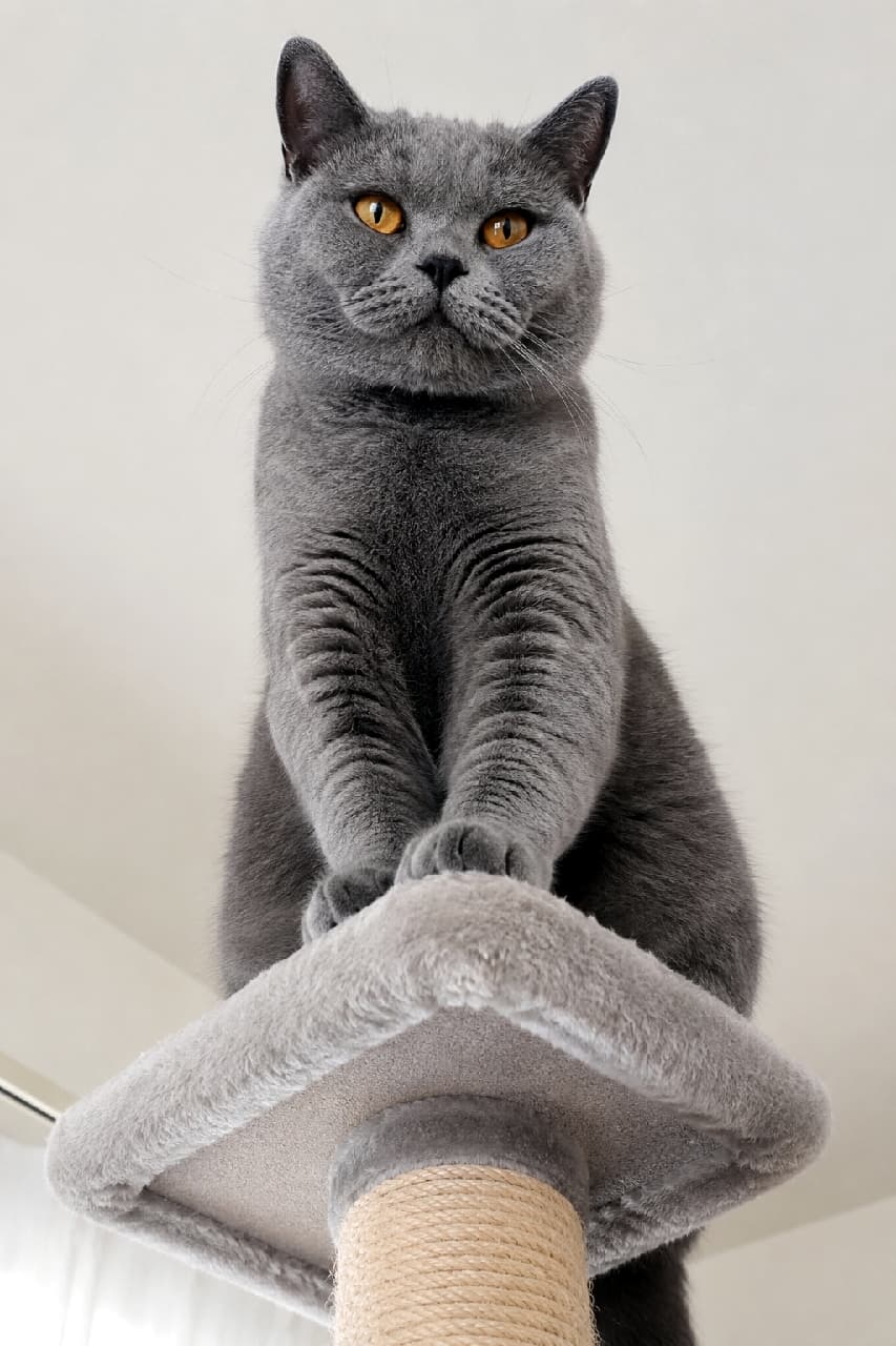 「「ここから先は通さないにゃ🐾」 キャットタワーの頂点に君臨する王者の風格!見下ろされるのも悪くないかも…?😍👑 #キャットタワー #にゃんすたぐらむ #猫のいる暮らし #ブリティッシュショートヘア」Ultra-realistic high-quality low-angle photograph of a blue British Shorthair cat looking down from the top of a cat tree. Its firmly planted paws and dignified orange eyes dynamically express a proud and majestic feline presence. キャットタワーの最上段からカメラを見下ろすブルーのブリティッシュショートヘアのローアングル写真。力強く踏ん張った前足と、凛としたオレンジ色の瞳が、猫特有の誇り高さと支配者のような威厳をダイナミックな構図で表現しています