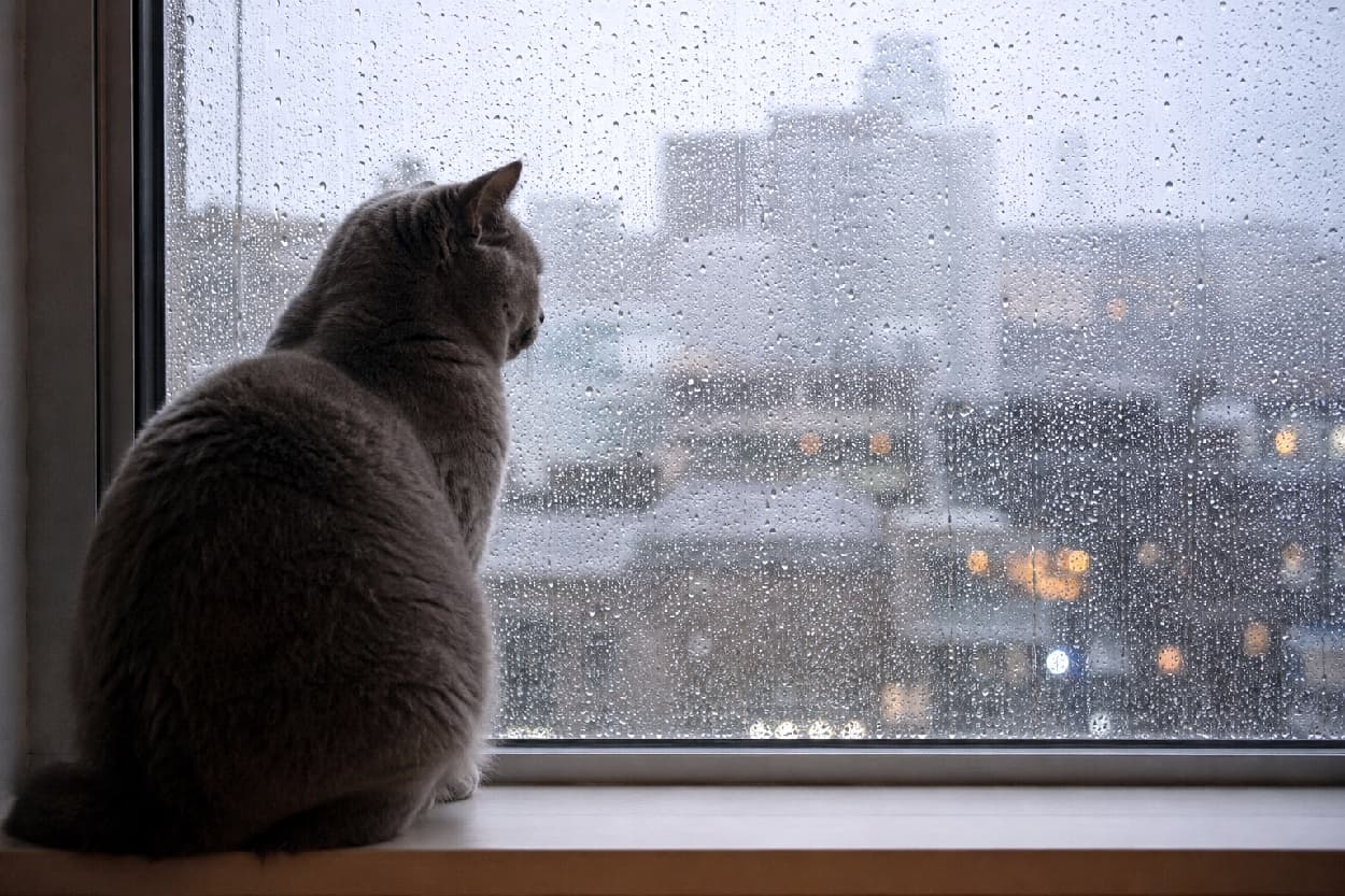 「雨の日はお家でまったりにゃ☔💭 窓の外をじっと見つめる哀愁漂う後ろ姿も、たまらなく愛おしいですよね🐈⬛☕ #雨の日の過ごし方 #ねこ部 #猫のいる暮らし #ブリティッシュショートヘア」Ultra-realistic high-quality photograph of the back of a blue British Shorthair cat sitting by a window, quietly looking out at the rain. The cat's soft, round grey silhouette contrasted with the numerous raindrops on the glass and the blurred city lights creates a deeply dramatic, melancholic, and peaceful atmosphere. 雨粒が無数についたガラス窓の前に座り、外の景色を静かに見つめるブルーのブリティッシュショートヘアの後ろ姿。猫の丸く柔らかなグレーのシルエットと、窓越しにぼんやりと滲む街の灯りが、哀愁漂うドラマチックで静寂な雰囲気を醸し出しています