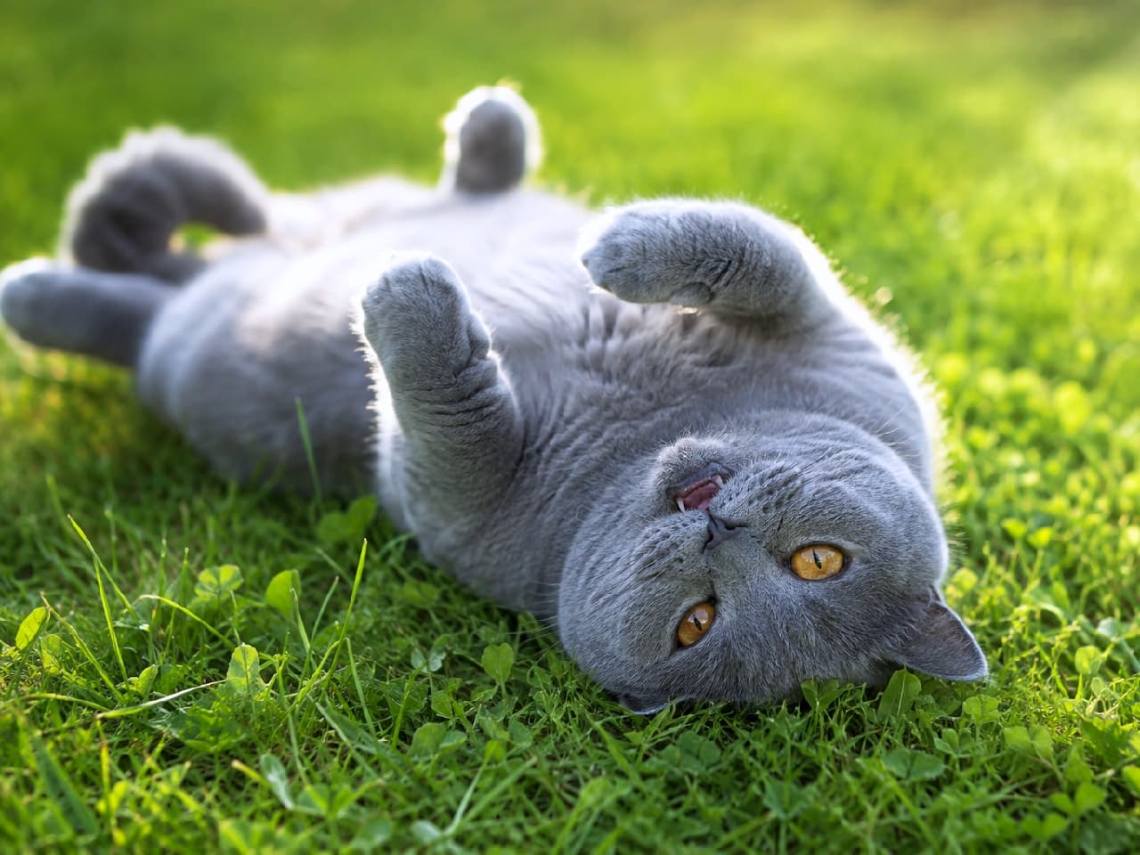 「ふぽかぽか太陽の下で無防備すぎるヘソ天ポーズ☀️🐾チラッと見える小さな牙と丸めたお手てが可愛すぎて、思いっきり撫でまわしたい!🤤🙌 #ヘソ天 #ねこ好き #子猫 #癒やしの時間 #ねこ部 #日常の風景 #猫のいる暮らし #ブリティッシュショートヘア」Ultra-realistic high-quality photograph of a blue British Shorthair cat lying on its back on vibrant green grass. The warm sunlight creates a golden rim light around its dense grey coat, highlighting its relaxed posture, tiny visible fangs, and round amber eyes in a highly endearing moment. 鮮やかな緑の芝生の上で仰向けになり、短い手足を無防備に丸めるブルーのブリティッシュショートヘア。太陽の光が厚く柔らかな灰色の被毛を黄金色に縁取り、チラリと見える小さな牙と丸い琥珀色の瞳が、最高にリラックスした愛嬌たっぷりの表情を捉えています