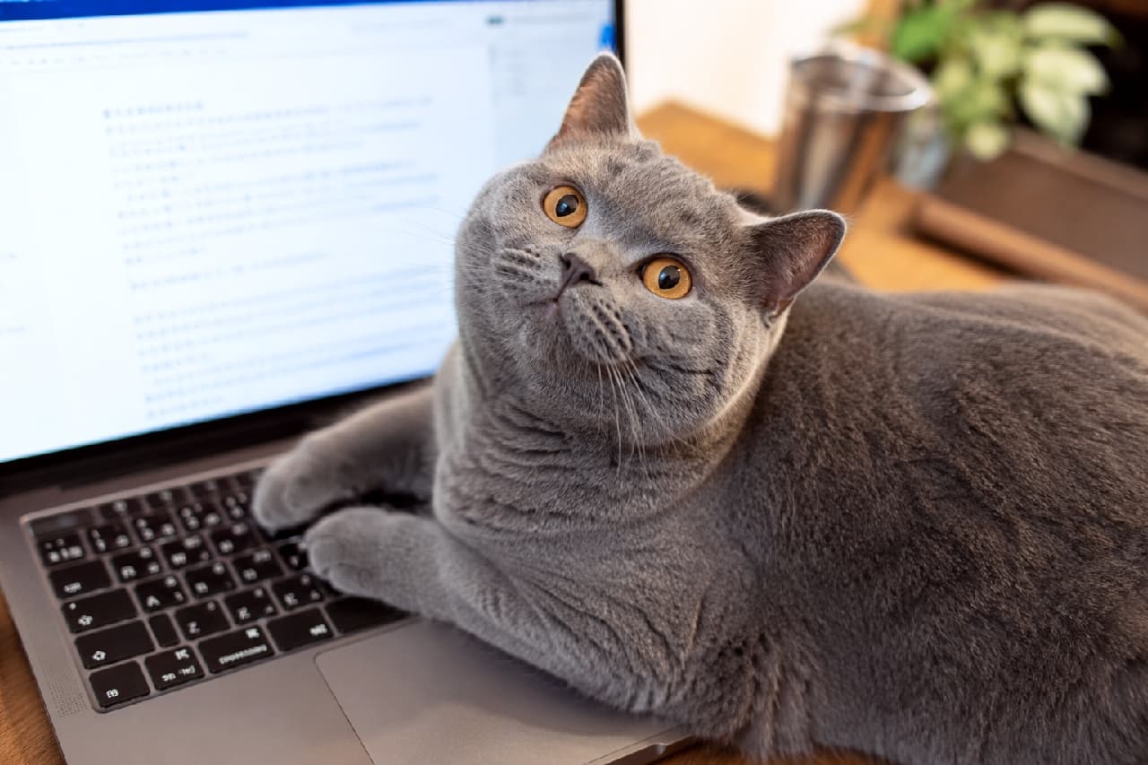 「お仕事なんてやめて、撫でるにゃ🐾 パソコンに乗っちゃうお邪魔虫っぷりもたまらなく愛おしいですよね😂✨ #テレワーク猫 #猫のいる暮らし #ブリティッシュショートヘア」Ultra-realistic high-quality photograph of a blue British Shorthair cat heavily resting on a laptop keyboard on a desk, interrupting work. Its dense grey coat and large, round orange eyes looking up perfectly capture a humorous and adorable everyday moment. デスク上の開いたノートパソコンのキーボードにどっしりと乗り、作業を邪魔するブルーのブリティッシュショートヘア。特有の密生した灰色の被毛と、見上げるような大きなオレンジ色の丸い瞳が、ユーモラスで愛らしい日常の一コマを鮮明に捉えています