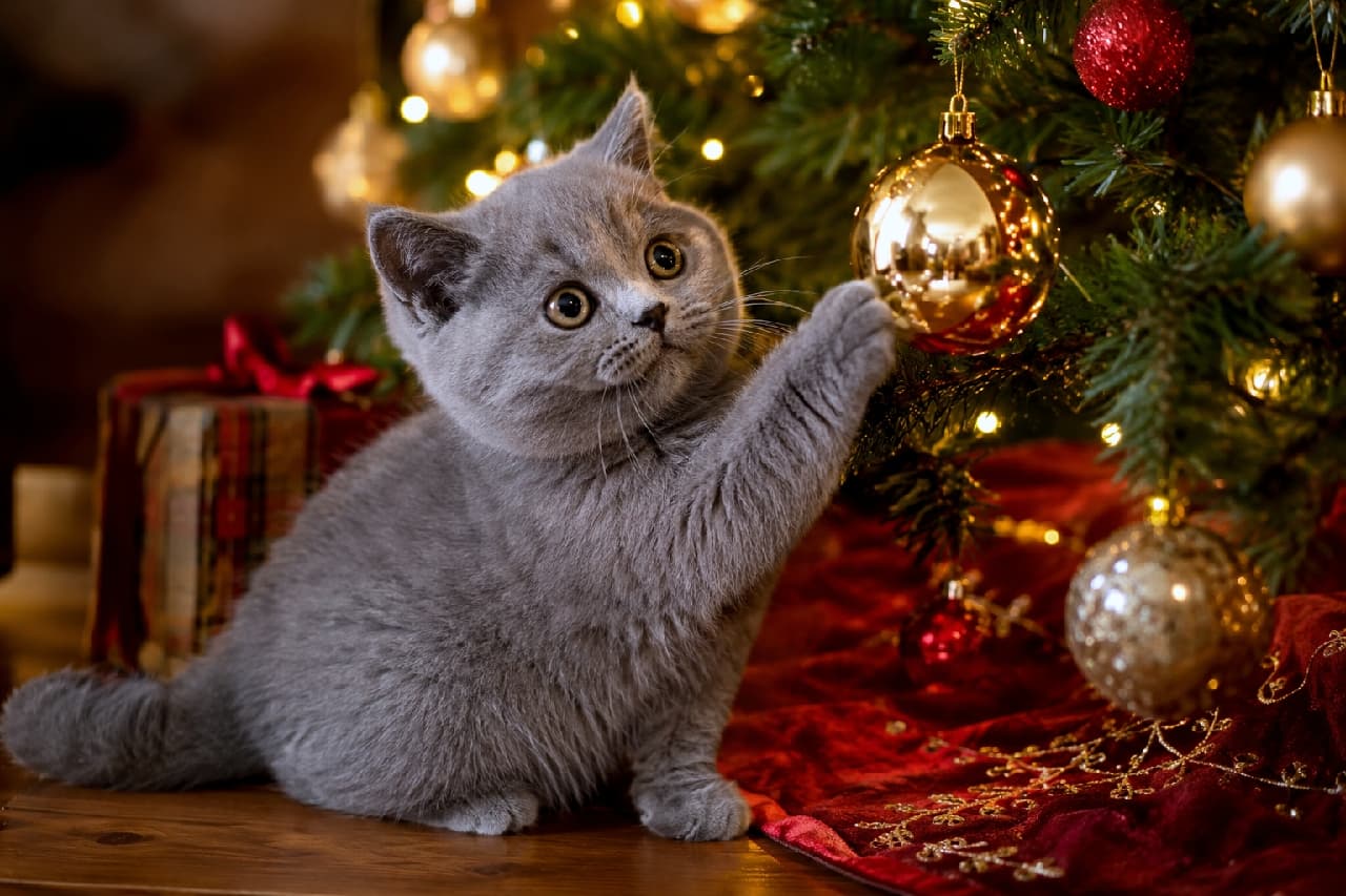 「オーナメントに夢中な小さなお手てにキュン🎄🐾 初めてのクリスマス、何をお願いするのかな?🎁✨ #クリスマス猫 #子猫 #猫のいる暮らし #ブリティッシュショートヘア」Ultra-realistic high-quality photograph of a British Shorthair kitten with a dense blue coat reaching out to touch a gold ornament on a beautifully lit Christmas tree. Its round amber eyes reflect the warm, magical holiday lighting. 暖かなイルミネーションが輝くクリスマスツリーの横で、金色のオーナメントに短い前足を伸ばすブリティッシュショートヘアの子猫。特有のブルーのふかふかした被毛と、まん丸な琥珀色の瞳がホリデーシーズンの魔法のような情景を美しく際立たせています