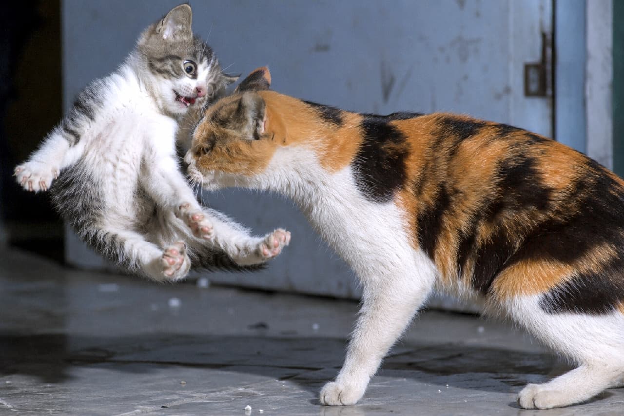 「「これが生きるということ。」母猫からの一撃に込められた厳しさと愛。親離れの決定的な瞬間に息を呑む💥 #猫の生態 #親離れ #決定的瞬間 #ソマリ #奇跡の一枚 #子猫の成長」Ultra-realistic high-quality photograph of an action freeze-frame capturing grim realism in a cold indoor setting. A calico mother cat delivers a harsh head bump to a tabby-and-white kitten to prompt independence. The mother's stern eyes are fixed on impact, while the violently mid-air kitten stares back in absolute genuine shock. The sharp lighting highlights their fur textures and the stark, non-anthropomorphic reality of nature. 冷たいコンクリートの室内で、三毛猫の母猫がキジ白の子猫に強烈な頭突きを見舞う、親離れを促す厳格な瞬間。母猫の鋭い視線は衝突点に向けられ、空中に跳ね飛ばされた子猫は手足を広げ、目を見開いて純粋な衝撃を受けている。擬人化を完全に排した冷酷なリアリズムと、逆立った被毛や張り詰めた筋肉の質感が、硬質でシャープな光の中で克明に描写されている
