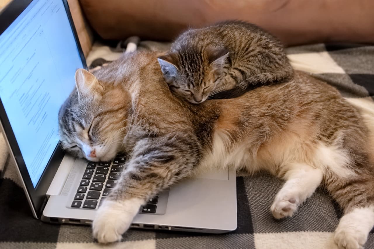 「お仕事は強制終了！💻❌キーボードの上で大胆に眠る親子には勝てません😂💕 #猫のいる生活 #テレワーク」Ultra-realistic high-quality photograph of a fluffy tabby cat sleeping heavily on an open laptop keyboard, with a tiny kitten resting on its back. 開いたノートパソコンのキーボードの上にまたがって眠る長毛のキジトラ猫と、その背中の上で丸くなって眠る小さな子猫。テレワーク中の日常を切り取った写真