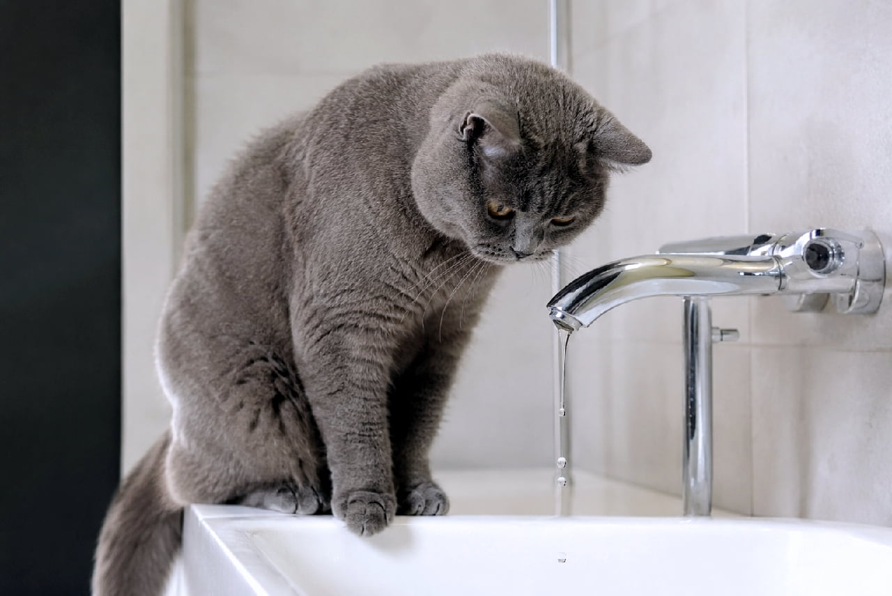 「ぽちゃん…って落ちるお水、不思議だにゃあ💧真剣すぎる眼差しと丸い背中のフォルムがたまらなく愛おしいですよね🐈✨ #ねこ部 #日常の風景 #猫のいる暮らし #ブリティッシュショートヘア」Ultra-realistic high-quality photograph of a curious blue British Shorthair cat leaning on a white sink, intently watching water dripping from a chrome faucet. Its chubby rounded body and dense grey coat are beautifully and three-dimensionally rendered under soft indoor lighting. 清潔感のある白い洗面台に身を乗り出し、シルバーの蛇口から滴り落ちる水滴をじっと見つめるブルーのブリティッシュショートヘア。丸みを帯びたふくよかな体型と密生した灰色の被毛が、柔らかな室内光の下で美しく立体的に描写されたユーモラスな一コマ