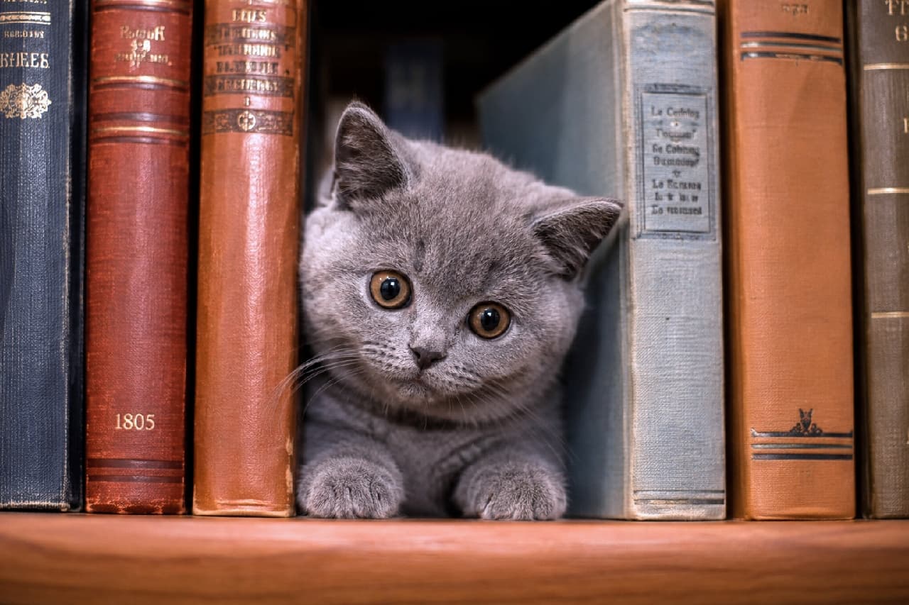 「本棚の隙間からひょっこりにゃんこ登場🐈⬛📖 読書の秋のお供は君に決まりだね!🍂💖 #本と猫 #子猫 #猫のいる暮らし #ブリティッシュショートヘア」Ultra-realistic high-quality photograph of a British Shorthair kitten with a plush blue coat peeking out from between vintage books on a wooden bookshelf, showing its big round eyes and tiny paws in a cozy, intellectual setting. 木製の書棚に並んだアンティークな洋古書の間から、ひょっこりと顔と前足を覗かせるブリティッシュショートヘアの子猫。密生したブルーの被毛と大きな丸い瞳が、知的な雰囲気の中に無邪気な愛らしさをプラスする高品質な写真