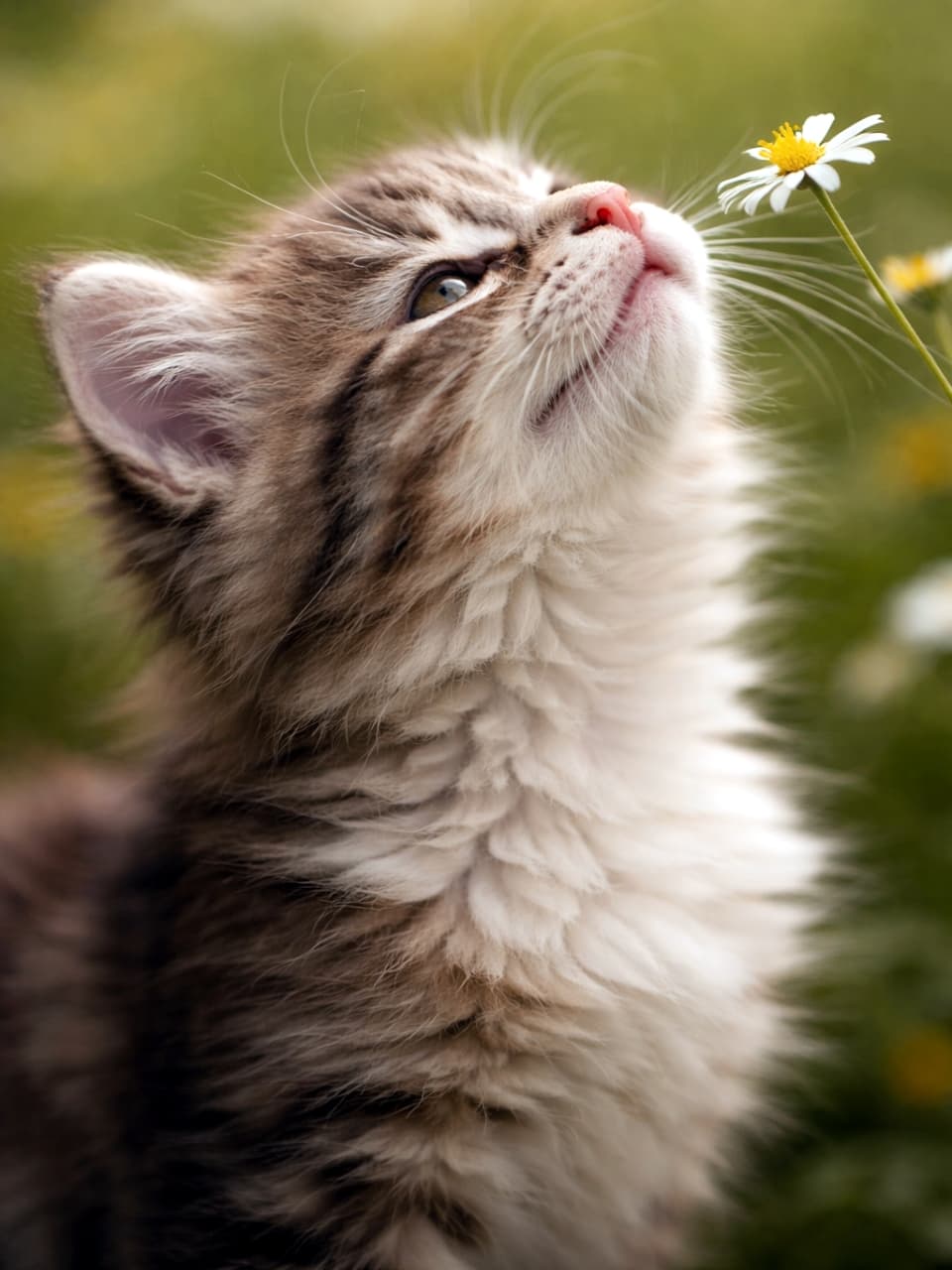 「お花さん、こんにちは！🌸好奇心いっぱいに見上げる表情がたまらない子猫ちゃん🐈✨」Ultra-realistic high-quality photograph of a tabby-and-white kitten looking up and smelling a white flower against a natural green background. Note: One ear is not rendered due to occlusion in AI generation. 白い花を見上げて匂いを嗅ぐキジ白子猫の超高画質リアル写真。自然な緑の背景。※AI生成による影響で片耳がオクルージョン（隠蔽）により描画されていません