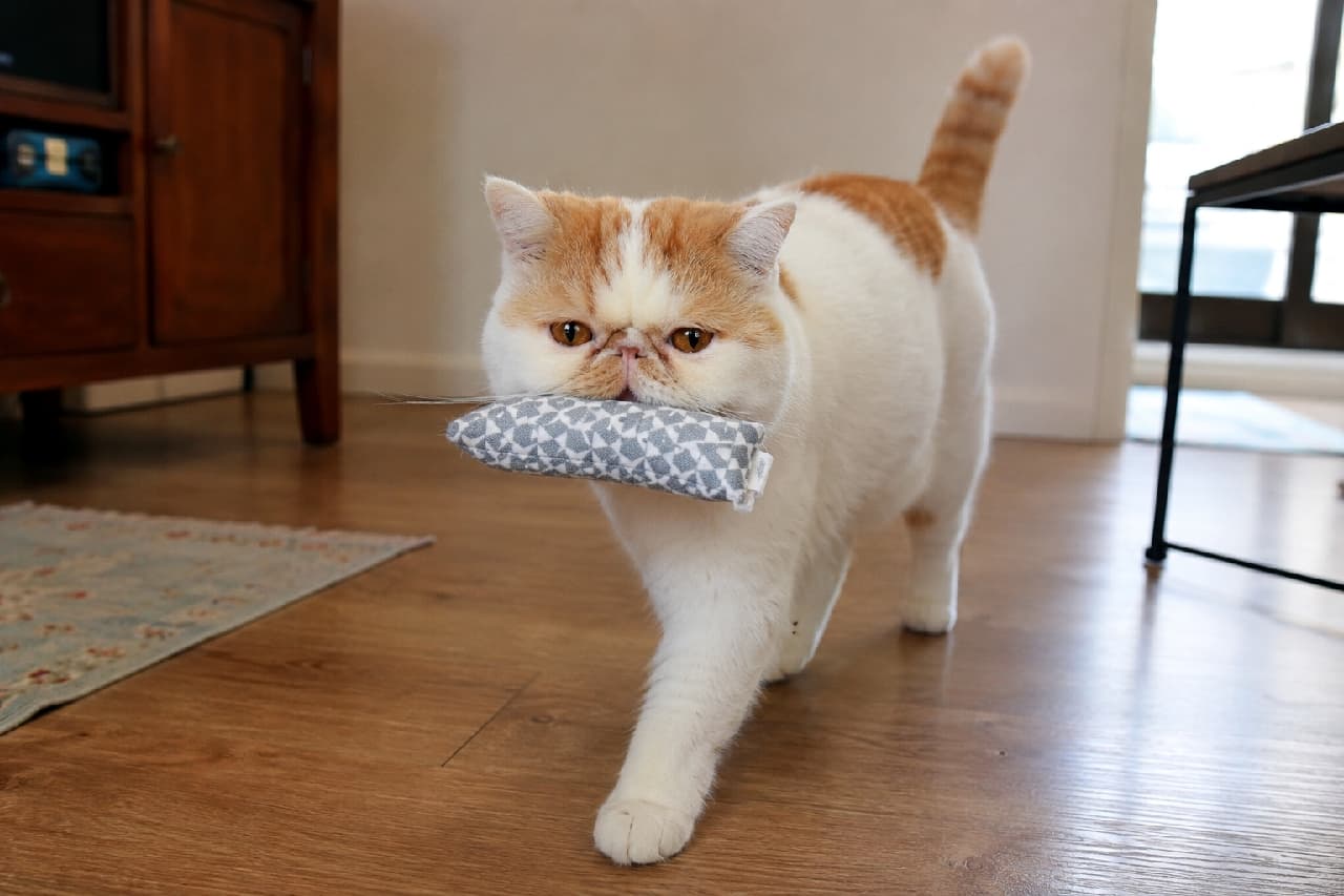 「「私の宝物、見て！」と言わんばかりのドヤ顔🐾 マタタビおもちゃを運ぶエキゾチックショートヘアちゃんが可愛すぎます🥰 #エキゾチックショートヘア #猫のおもちゃ #ドヤ顔」Ultra-realistic high-quality photograph of a red and white bicolor Exotic Shorthair cat walking proudly on a wooden floor towards the camera, carrying a rectangular silvervine kicker toy in its mouth. 明るい自然光が差し込むフローリングのリビングを、マタタビ入りの長方形の布製おもちゃ（キッカー）を口にくわえて歩く、レッドタビー＆ホワイトのエキゾチックショートヘア。ピンと立てた尻尾と、大きなカッパーの瞳で前を見据える得意げな表情が特徴的