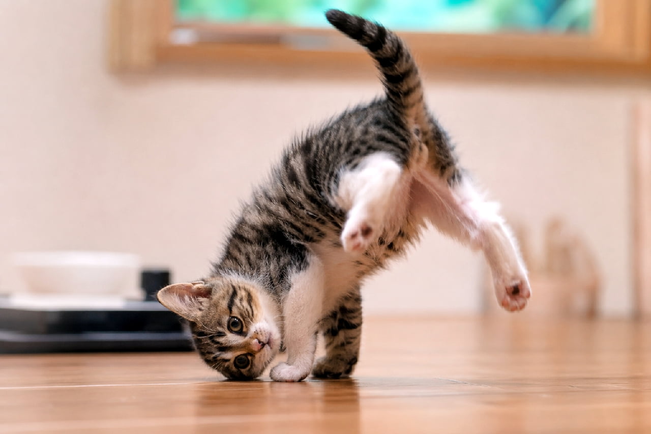 「ヨガの達人…いや、ブレイクダンス！？🙀 よく見ると右耳が消えてる…！？奇跡（？）のシュールすぎる瞬間📸💦 #猫の不思議 #アクロバット猫 #奇跡の一枚」Ultra-realistic high-quality but glitchy photograph of a tabby and white kitten in a physically bizarre, acrobatic pose on a wooden floor, standing on its head with hind legs twisted in the air. Notably, the kitten's right ear is completely missing, creating a surreal and anomalous visual effect. Blurred background with a window and a bowl. フローリングの床で遊んでいるキジ白の子猫を捉えた写真だが、頭を床にこすりつけながら後脚が奇妙な角度で宙に浮くという、物理法則を無視したような破綻したアクロバティックなポーズをとっている。さらに、よく見ると本来あるべき右耳が完全に欠損しており、不思議でシュールな違和感を放っている。背景には窓の緑や床置きのボウルがボケて写っている