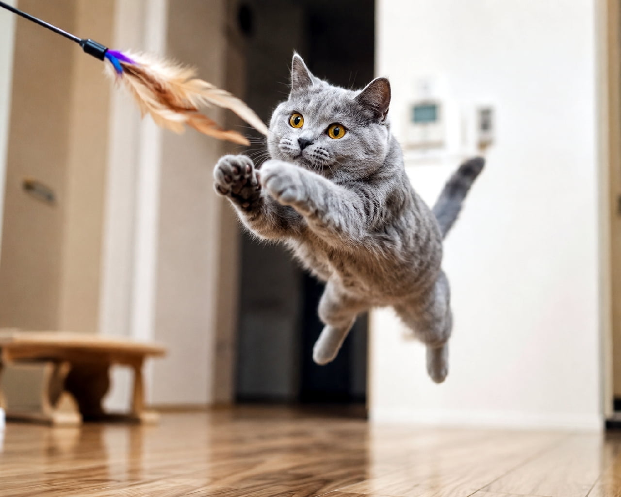「目標捕捉!ナイスジャーーーンプッ🐈💨 普段のおっとり感からは想像できないアグレッシブな姿が最高です🔥 #おもちゃ大好き #猫のジャンプ #にゃんすたぐらむ #猫のいる暮らし #ブリティッシュショートヘア」Ultra-realistic high-quality photograph of a blue British Shorthair cat jumping high in the air to catch a feather toy indoors. With front paws wide open and round orange eyes focused on the target, it captures a dynamic and highly energetic moment. 室内で羽根のおもちゃに向かって思い切り高くジャンプするブルーのブリティッシュショートヘア。空中で前足を大きく広げ、オレンジ色の瞳を真ん丸に見開いてターゲットを狙う、生命力と躍動感に満ちた決定的瞬間を捉えた高品質な写真