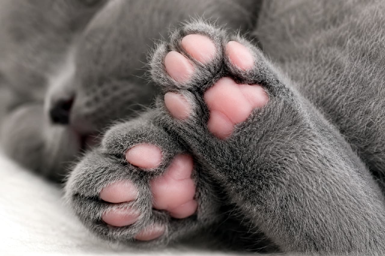 「魅惑のピンク肉球のドアップをお届け🐾💖 ぷにぷにしたため息が出るほどの可愛さ…触りたい人集合!🙋♀️✨ #肉球 #猫好きさんと繋がりたい #子猫 #猫のいる暮らし #ブリティッシュショートヘア」Ultra-realistic high-quality macro photograph focusing on the adorable pink paw pads of a sleeping British Shorthair cat. The dense, plush texture of its blue coat is captured with stunning detail and clarity. 眠っているブリティッシュショートヘアの足元にフォーカスしたマクロ写真。特有のブルー(灰色)のふかふかした被毛の緻密な質感と、健康的でぷにぷにとしたピンク色の肉球が、圧倒的な解像度でリアルに描写されています