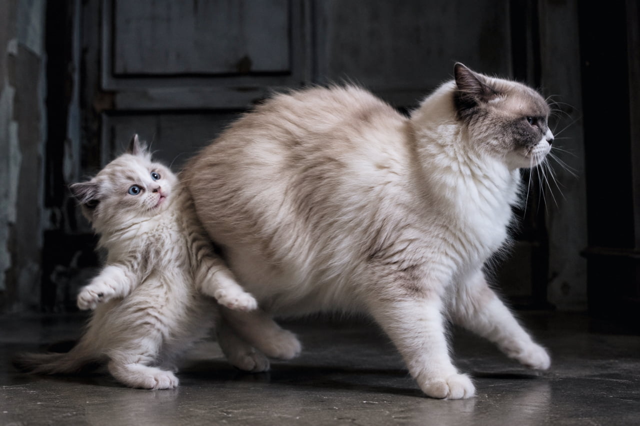 「「えっ、一人でやるのにゃ！？」🙀ママの厳しい態度に思わず後ずさりしちゃう子猫ちゃん💦 #もふもふ #子猫の成長」Ultra-realistic high-quality photograph capturing a fluffy Ragdoll kitten stepping back in surprise and standing on its hind legs as its mother walks past coldly to encourage independence in a dramatic, dimly lit room. 暗がりの部屋で、ふわふわの被毛を持つバイカラーの長毛種（ラグドール風）の母猫が、自立を促すように子猫の横を冷たく通り過ぎる瞬間。取り残された子猫は驚きと戸惑いの表情を浮かべ、二本足で立ち上がるように後ずさりしている、感情の動きが豊かに伝わる高画質写真