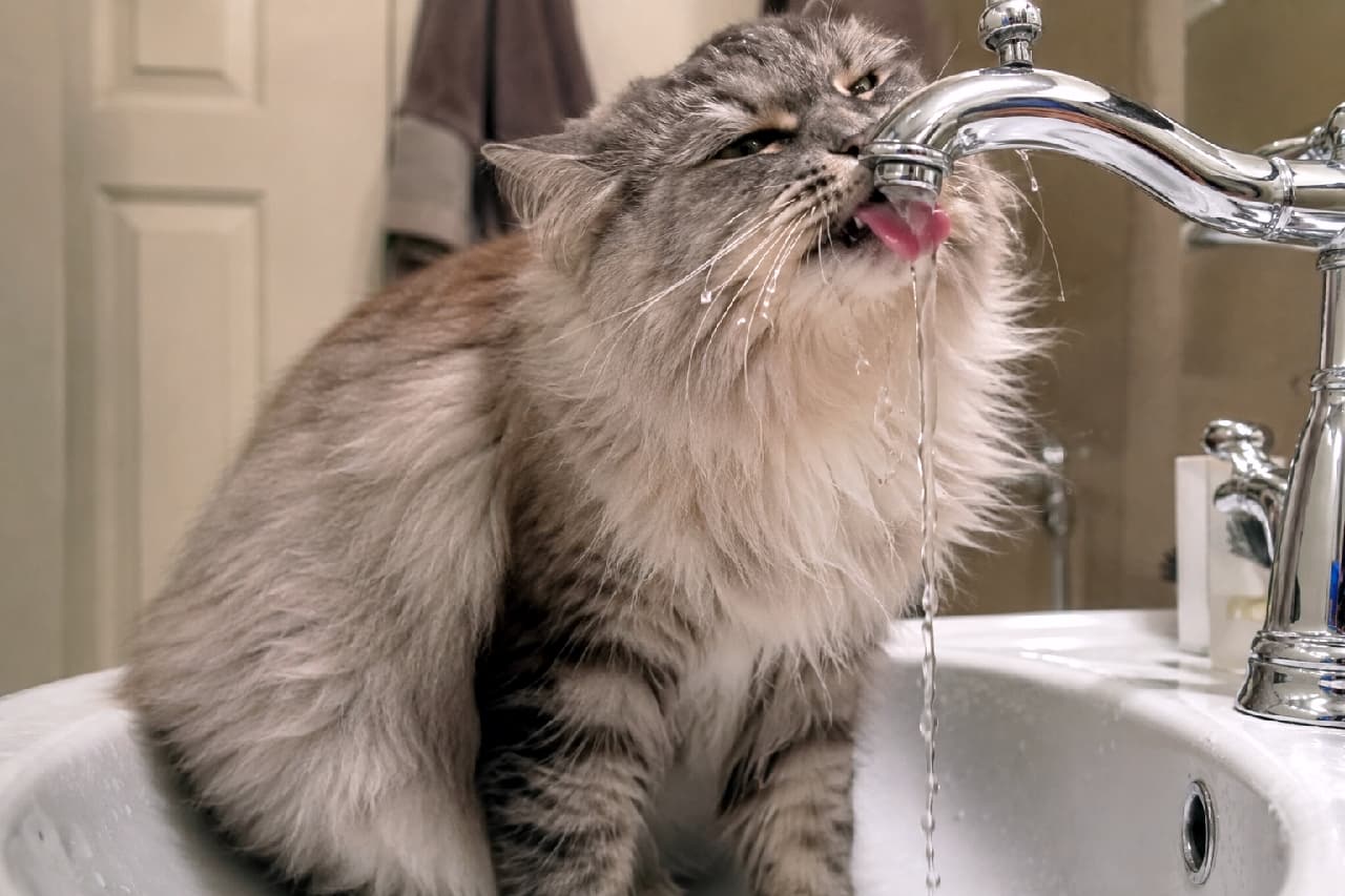 「お水浴びちゃっても気にしないニャ😼🚿 ワイルドすぎる水分補給に思わずクスッとしちゃいますね！💖 #サイベリアン #猫好きさんと繋がりたい #おちゃめ猫 #猫のいる生活」Ultra-realistic high-quality photograph of a majestic grey tabby Siberian cat drinking from a vintage silver faucet, water splashing on its fluffy neck fur, eyes squinted in satisfaction, warm bathroom background with a towel out of focus. アンティーク調のシルバーの蛇口から勢いよく出る水を飲む、ボリューミーなグレータビーのサイベリアン。水が顎の豊かな飾り毛に滴るのも気にせず、目を細めてワイルドに水を味わう様子が、暖かみのある浴室の背景とともにドラマチックに描かれています