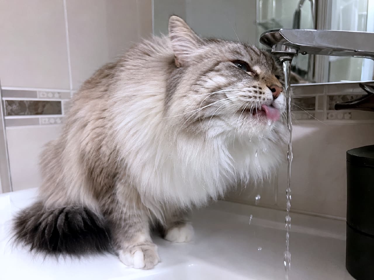 「蛇口からのお水が一番美味しいニャ！💧👅一生懸命ペロペロお水を飲む姿、ずーーっと見ていられますよねぇ🥰 #猫のいる生活」An ultra-realistic high-quality photograph of a fluffy Siberian cat drinking water directly from a flowing bathroom faucet. The cat is shown with its tongue out licking the stream, highlighting its beautiful coat and charming expression. 洗面台の蛇口から流れる水を、舌をペロリと出して直接飲んでいるサイベリアン。ポイントカラーの被毛と濃いグレーの尻尾、胸元の豊かな飾り毛が特徴です。滴る水滴とひたむきな表情が、日常の愛らしい一面を捉えています