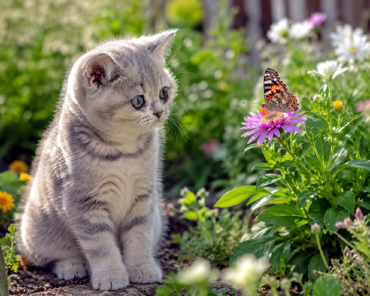 「蝶々さん、こんにちは🦋🌸 お花畑での素敵な出会いに、おめめが釘付けの猫ちゃんが尊すぎる🥺✨ #春の訪れ #猫とお花 #猫好きさんと繋がりたい #子猫 #猫のいる暮らし #ブリティッシュショートヘア」Ultra-realistic high-quality photograph of a silver tabby British Shorthair kitten sitting in a sunlit garden, intently watching a painted lady butterfly resting on a purple flower. The natural light beautifully highlights its striped coat in a fairy-tale-like scene. 柔らかな日差しが降り注ぐお花畑で、紫色の花に止まった蝶々を真剣な丸い瞳で見つめるシルバータビーのブリティッシュショートヘアの子猫。自然光が美しい縞模様の被毛を輝かせ、まるで絵本の世界のような幻想的で温かい情景